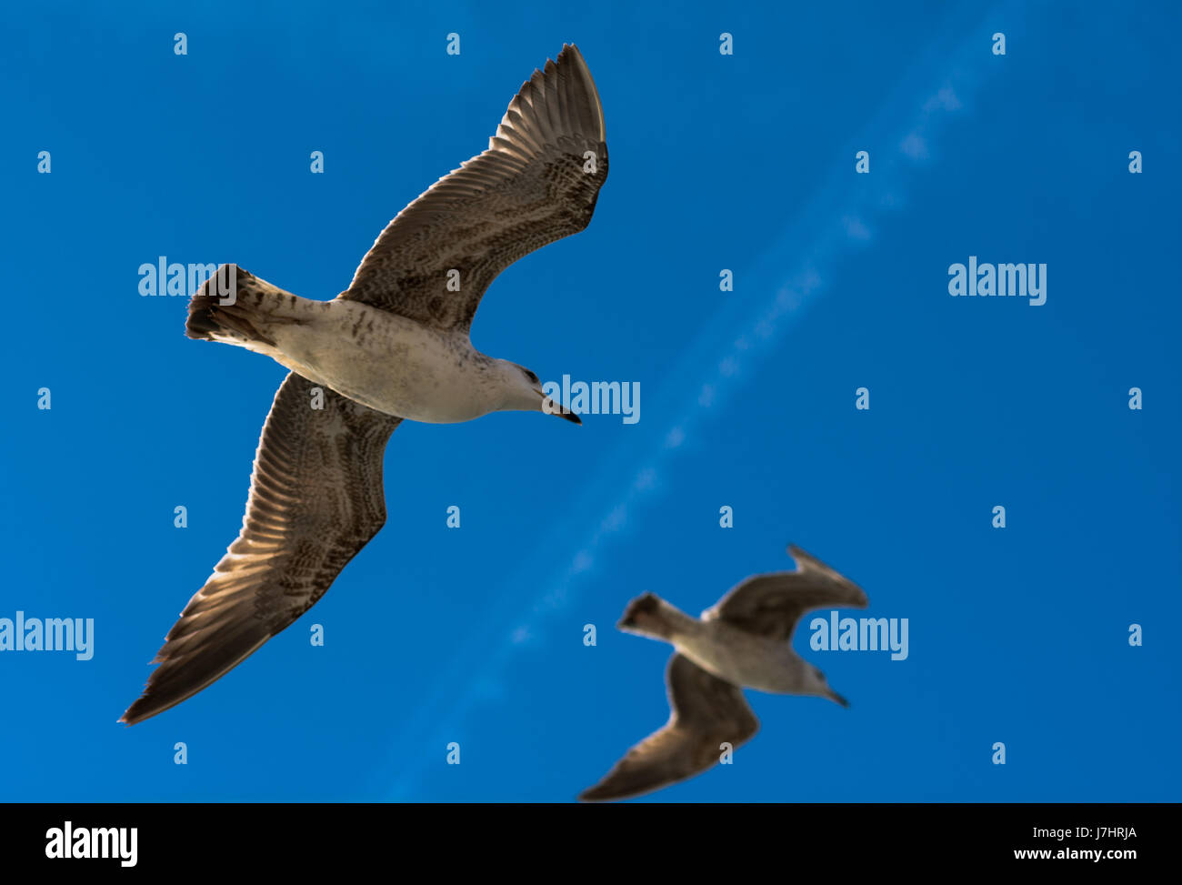 Flying seagulls Stock Photo
