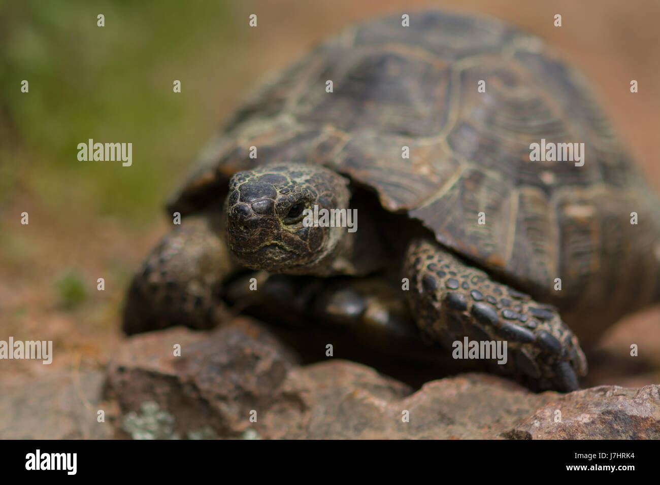 Close up shot of a baby tortoise Stock Photo