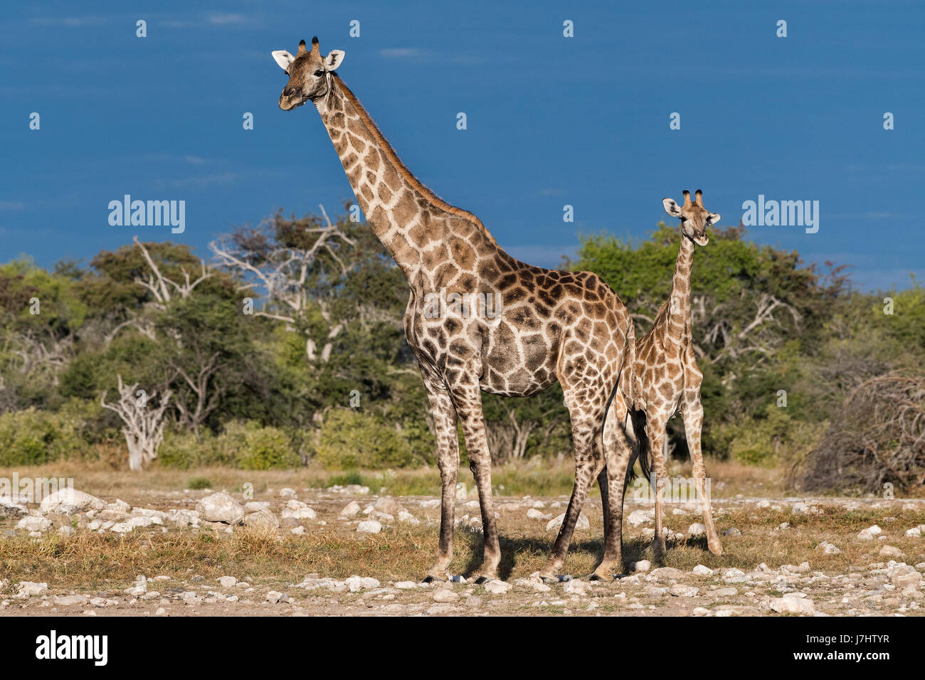 Group giraffes in bush in hi-res stock photography and images - Alamy