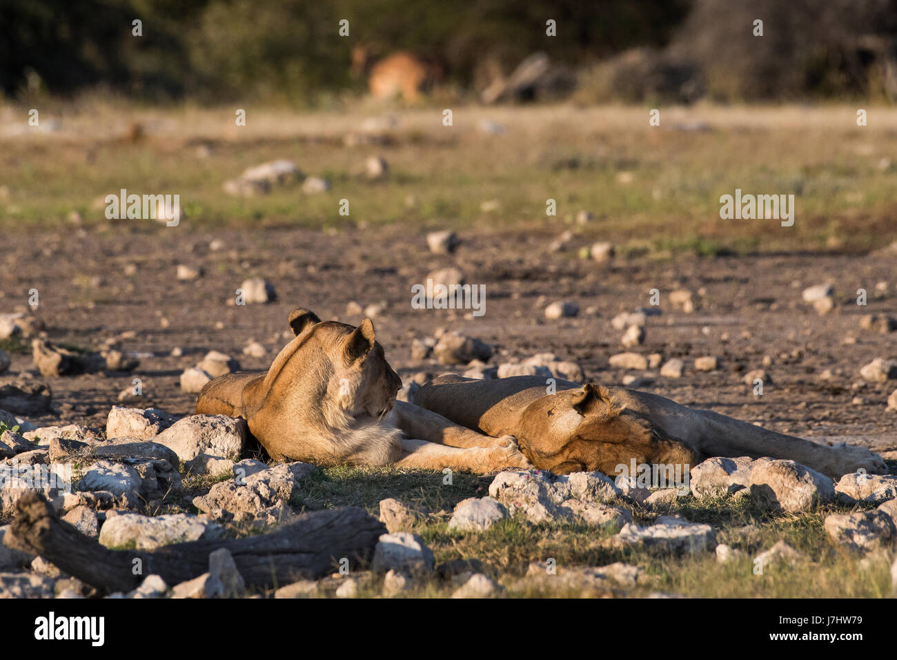 Leonesse (Panthera Leo), Lionesses Stock Photo