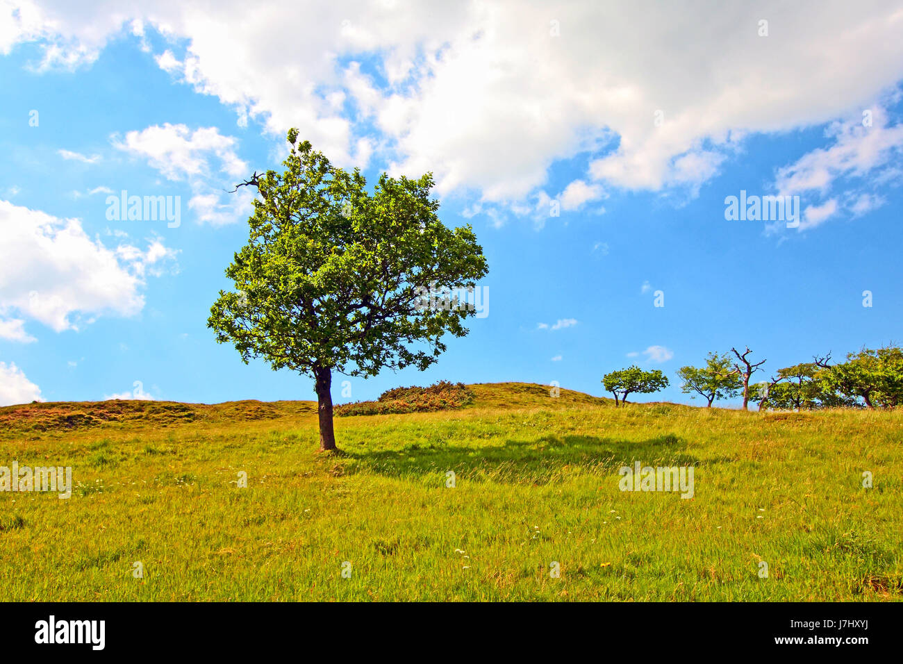 blue leaf single environment enviroment isolated colour tree garden ...