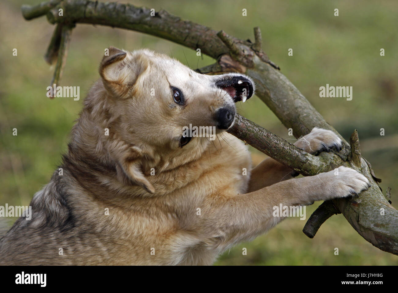 mongrel dog chews on a large tree branch Stock Photo Alamy