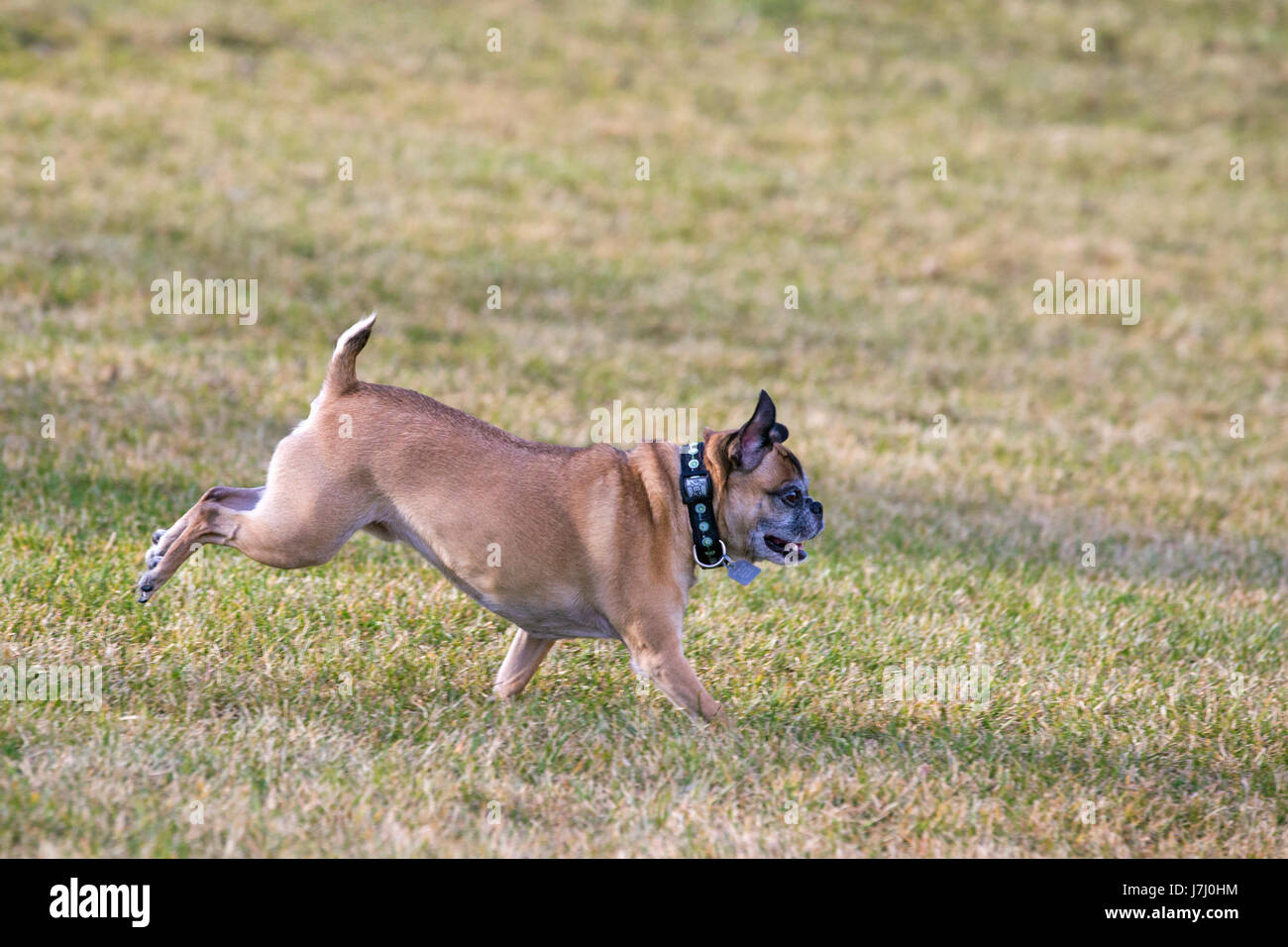 Bugg dog (cross between Boston Terrier and Pug) running free in city