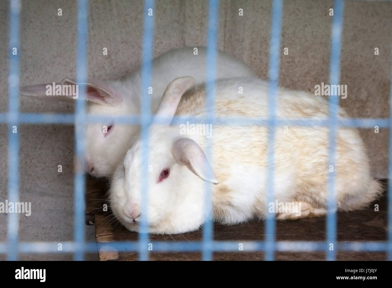 Two white rabbits in a small cage Stock Photo Alamy
