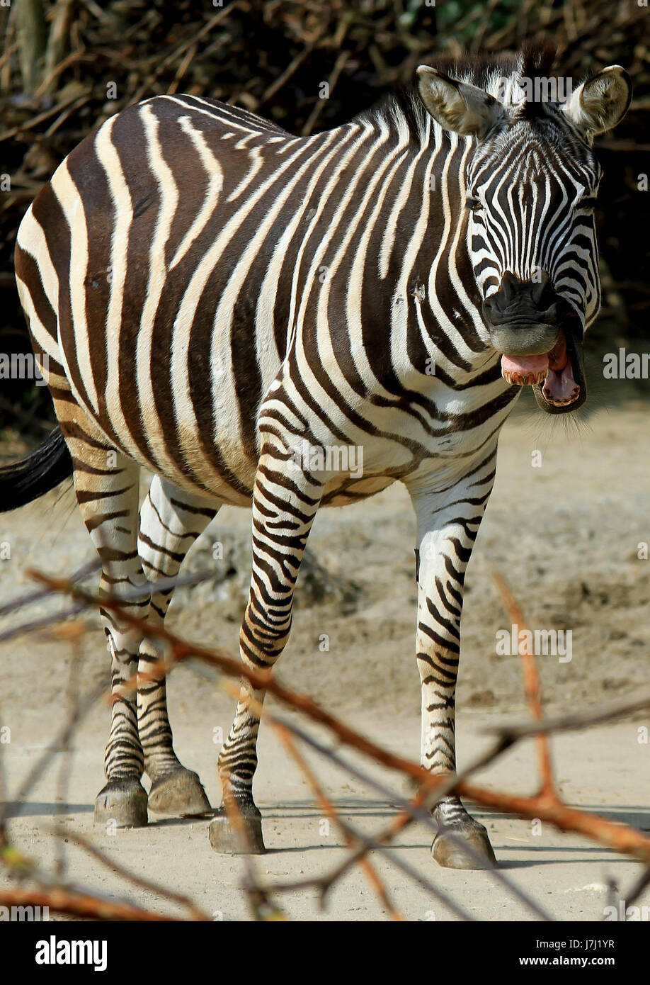 zebra Stock Photo Alamy