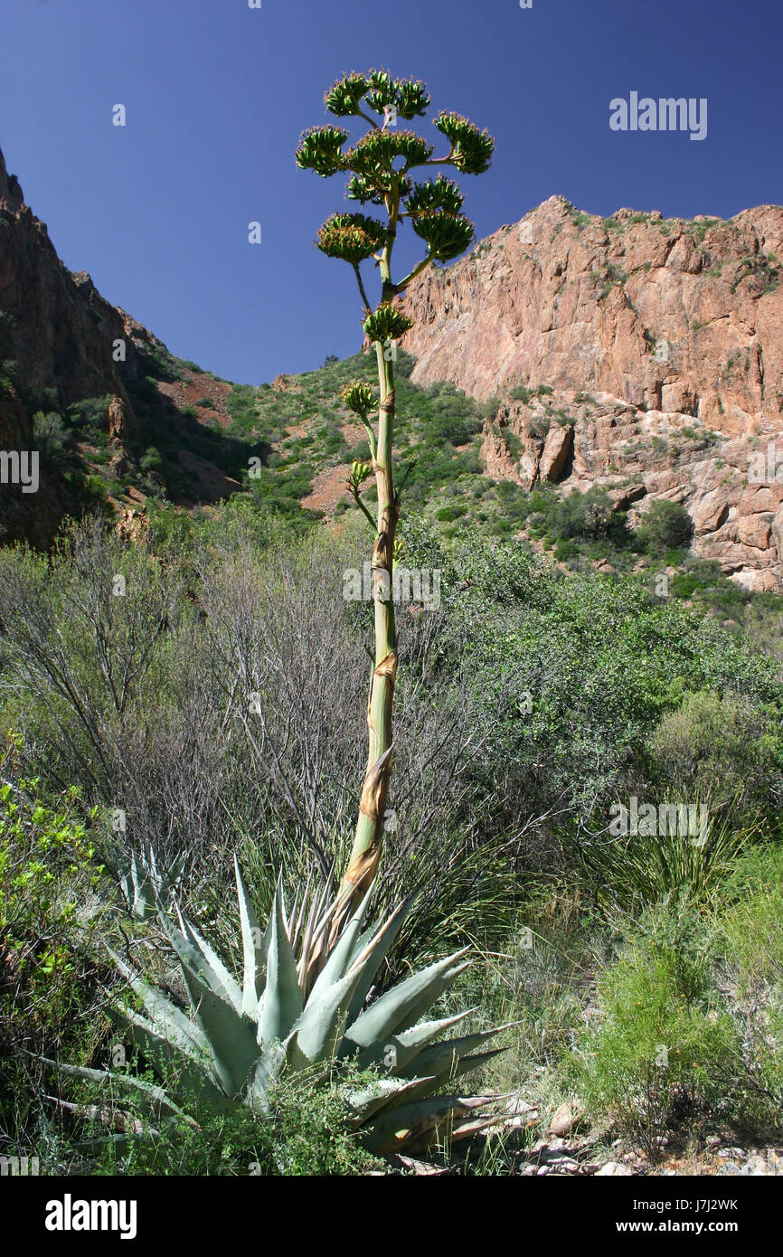 plant bushes cactus texas mountains plant national park bushes usa rock