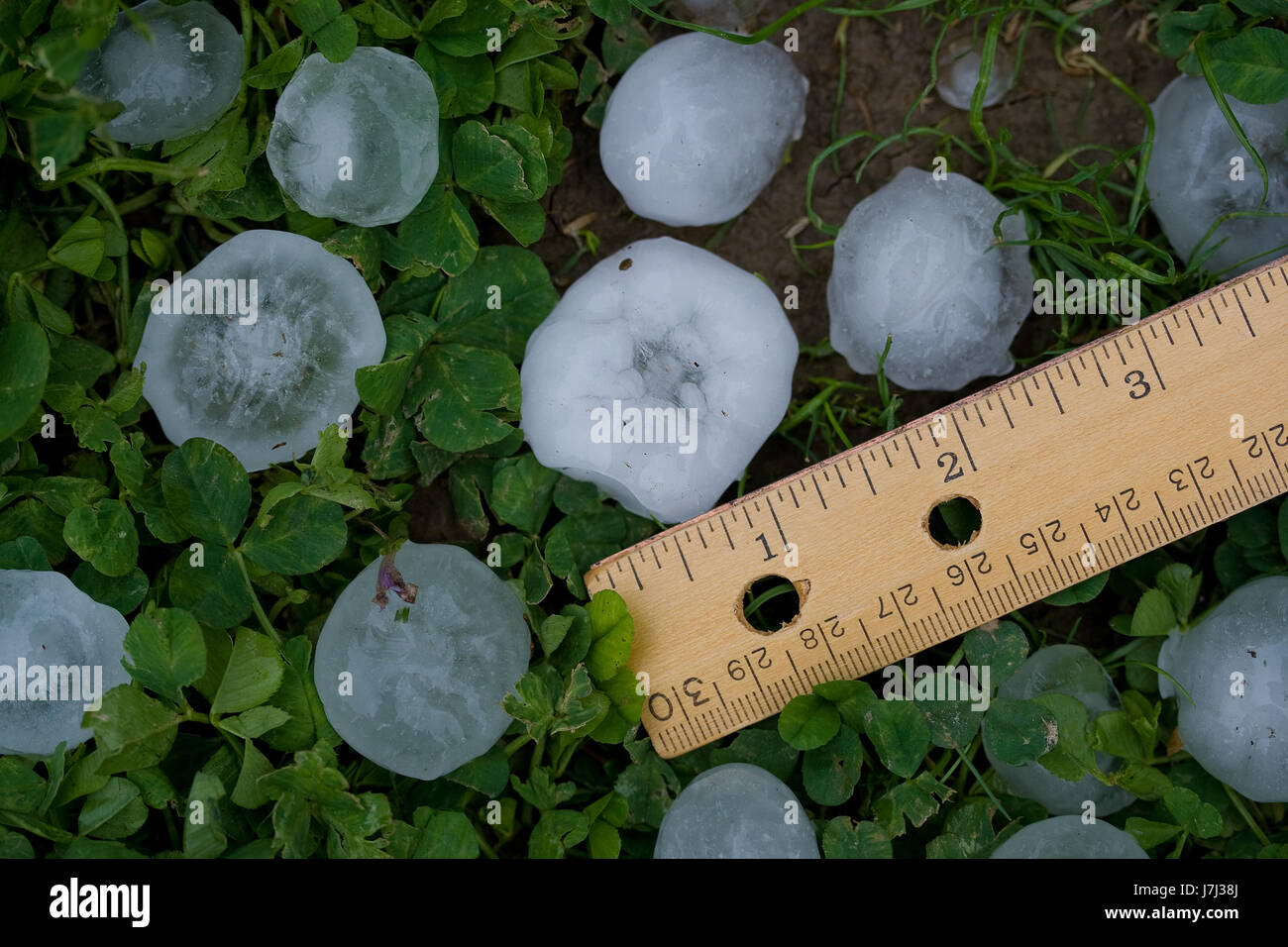 Hailstones from Severe Summer Storm – Ruler for Scale Stock Photo - Alamy