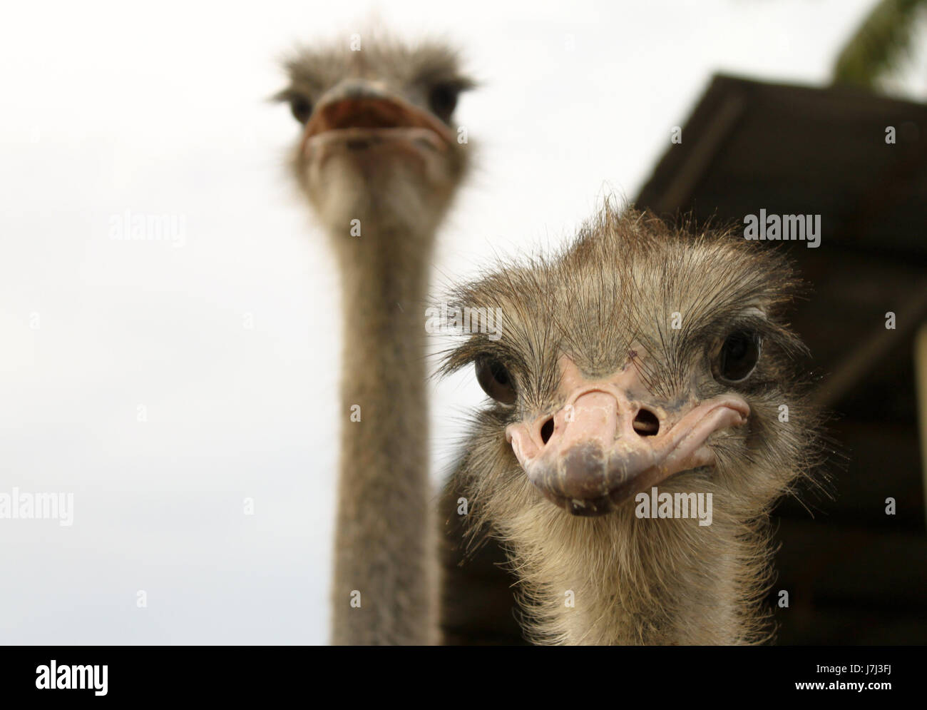 closeup bird animals photo camera photography picture image copy deduction Stock Photo