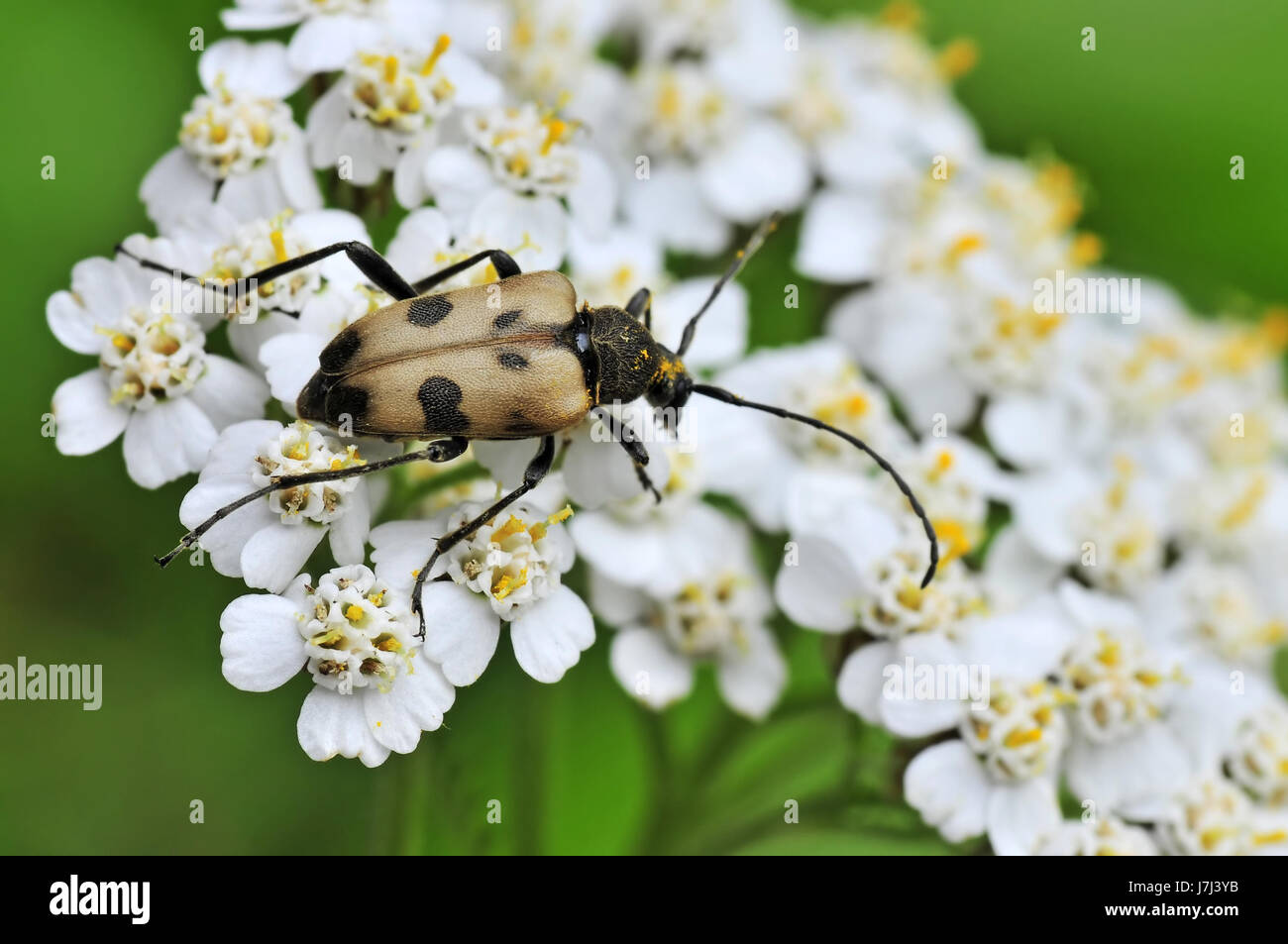 animal insect beetle macro close-up macro admission close up view detail park Stock Photo