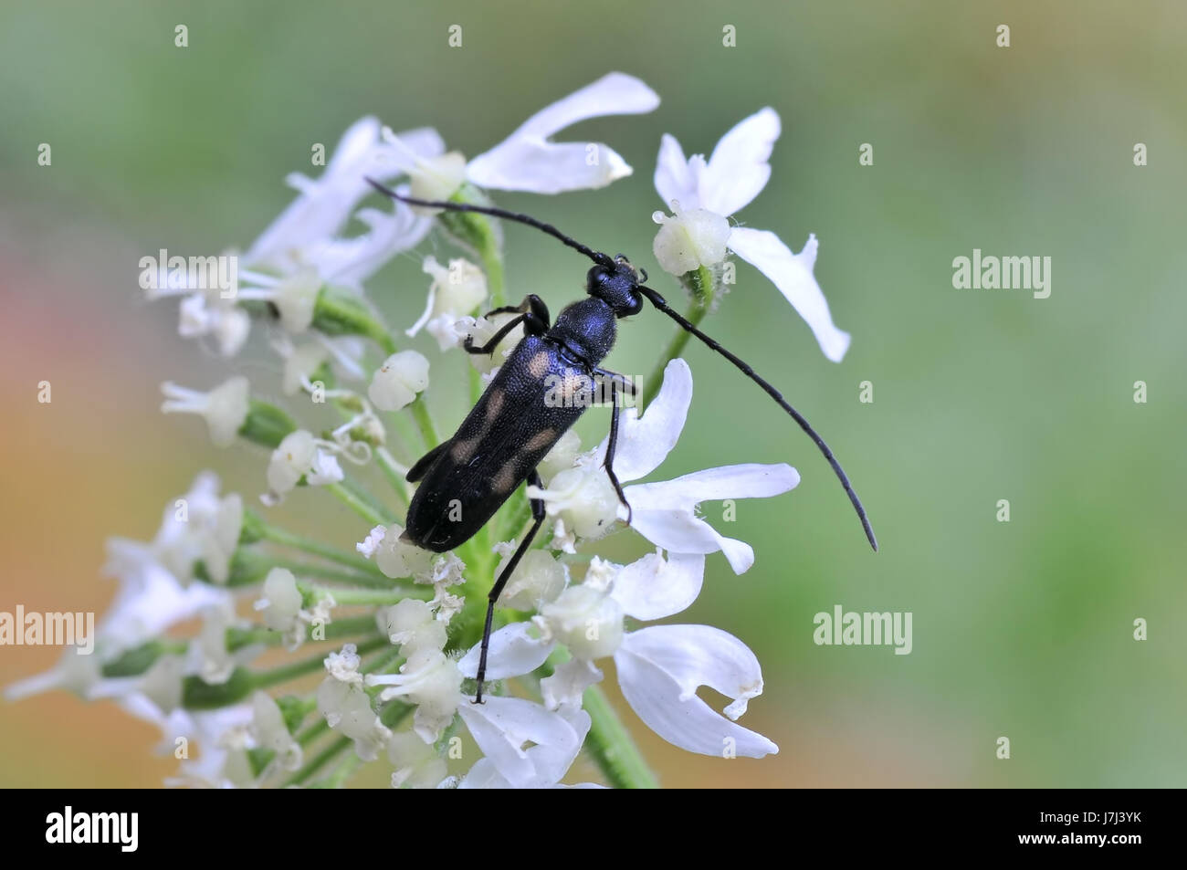 animal insect beetle macro close-up macro admission close up view detail park Stock Photo