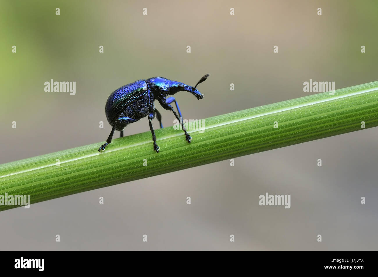 insect beetle weevil macro close-up macro admission close up view detail park Stock Photo