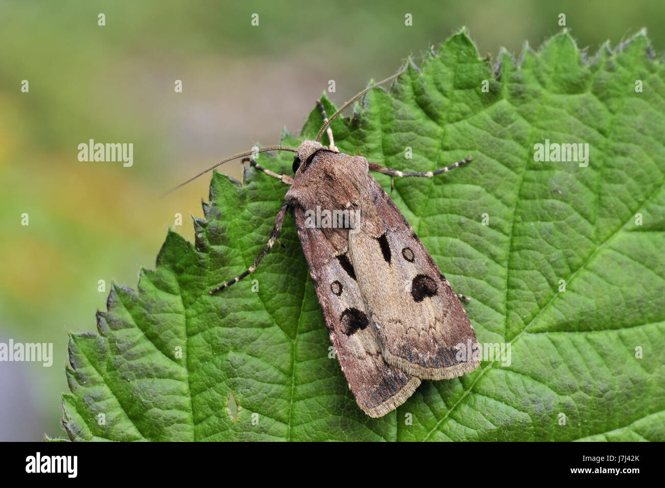 animal insects butterfly moth exclamation mark leaf macro close-up macro Stock Photo