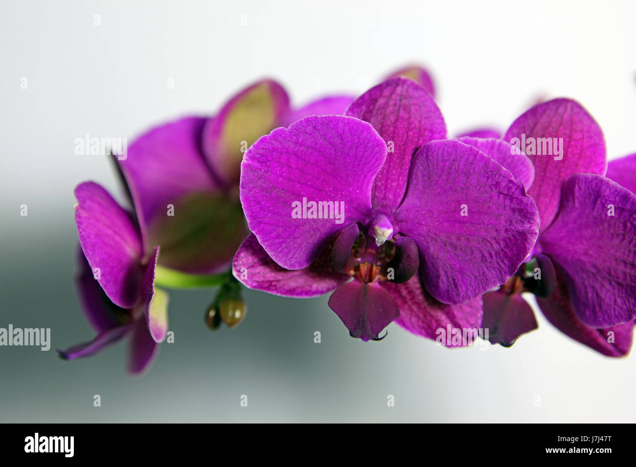 plant flower flowers orchid plant flower flowers purple orchid orchids Stock Photo