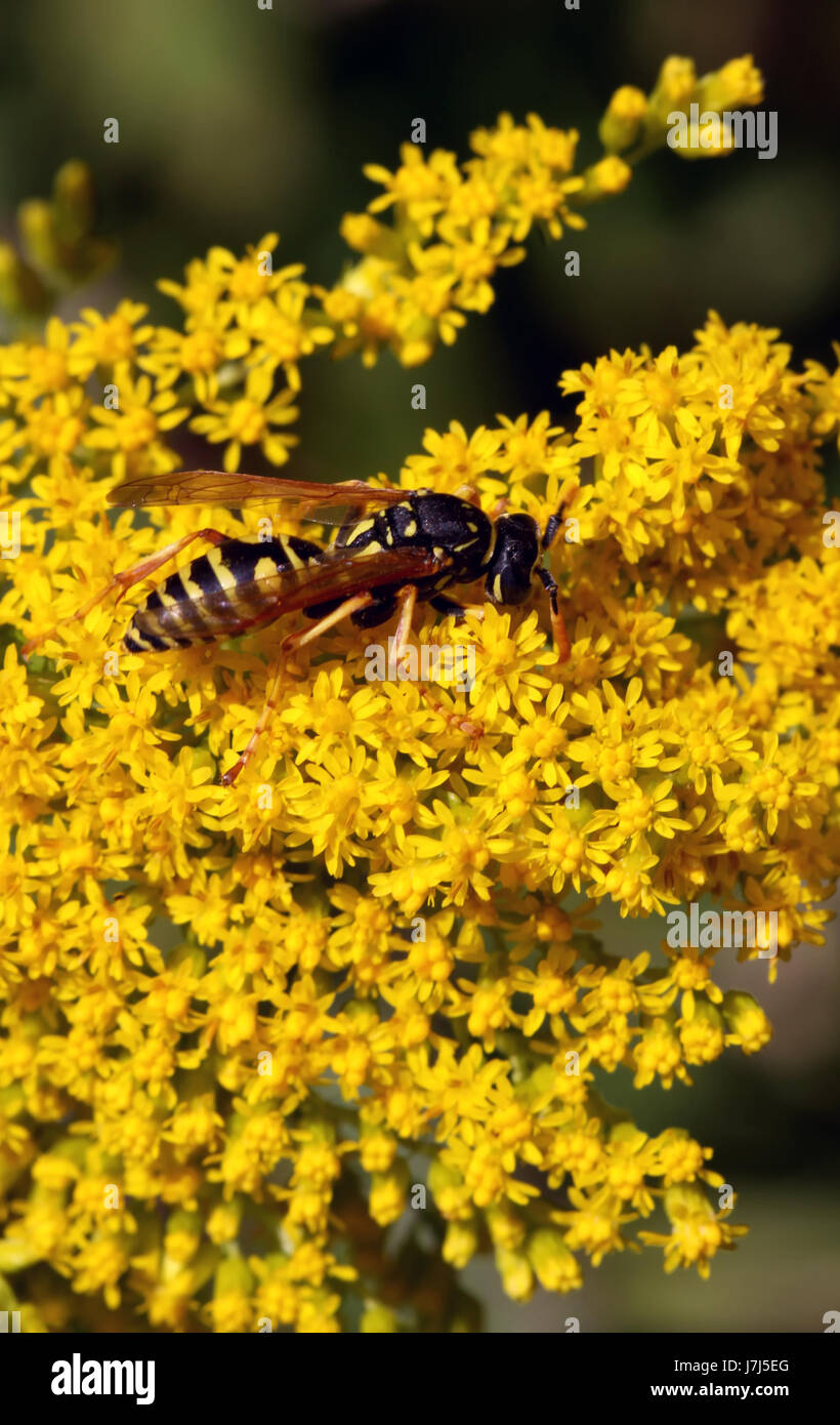 male masculine wasp goldenrod insect male masculine wasp golden french