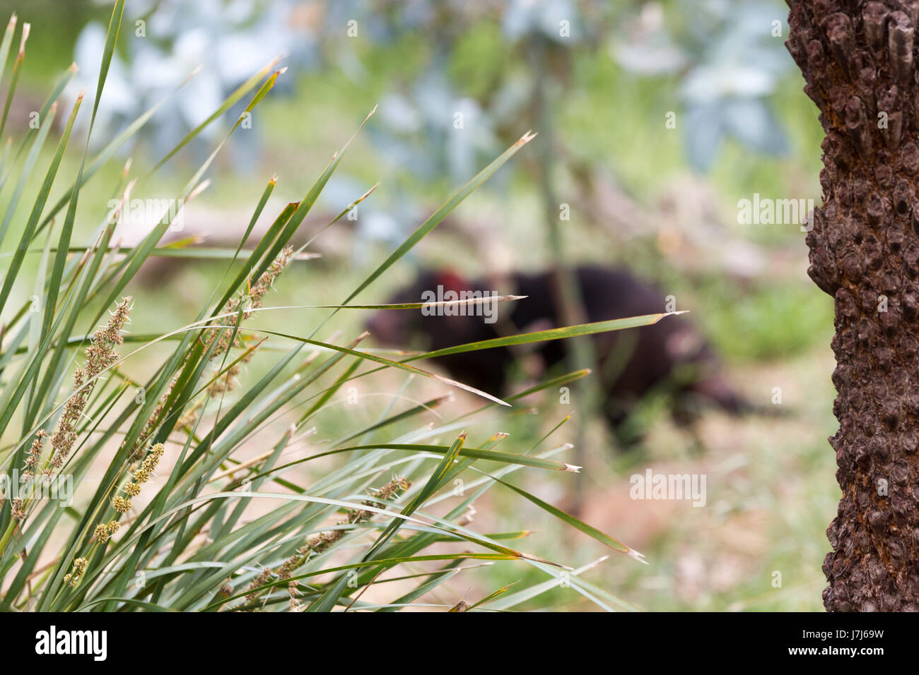 Hobart, Tasmania, Australia - December 27, 2016: Tasmanian devil Sarcophilus harrisii Stock Photo