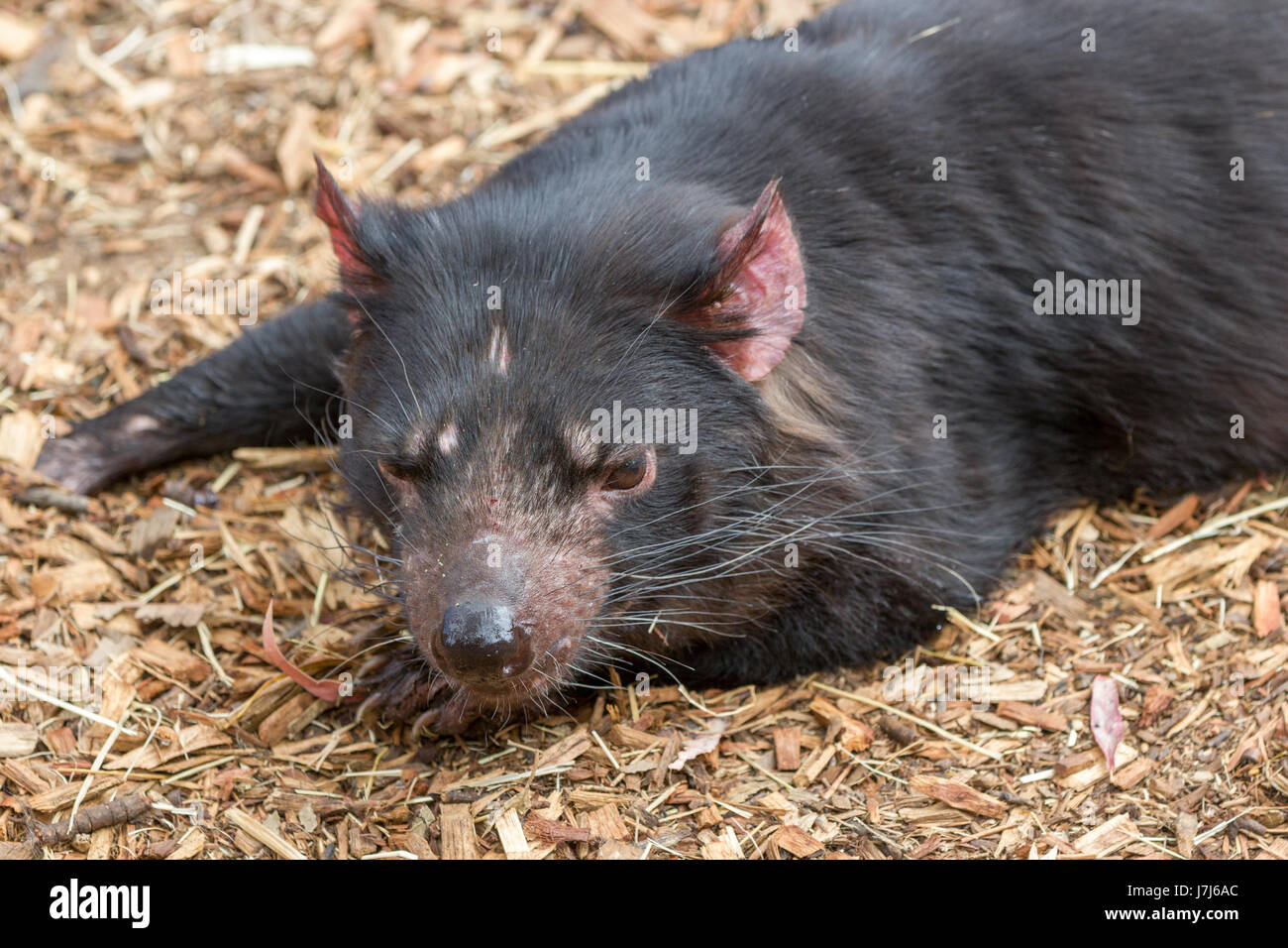 Tasmanian Devil Facial Tumour High Resolution Stock Photography and ...