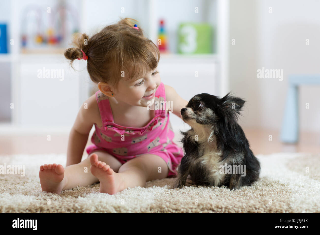 Child girl with little dog black hairy chihuahua doggy Stock Photo