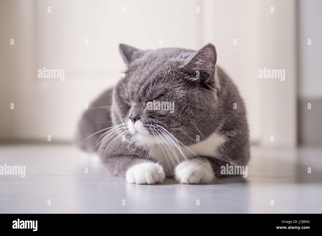 The gray British cat, lying on the floor Stock Photo - Alamy