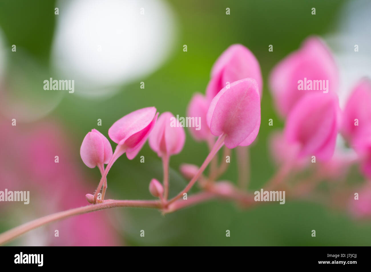 Coral vine plant with blur background Stock Photo