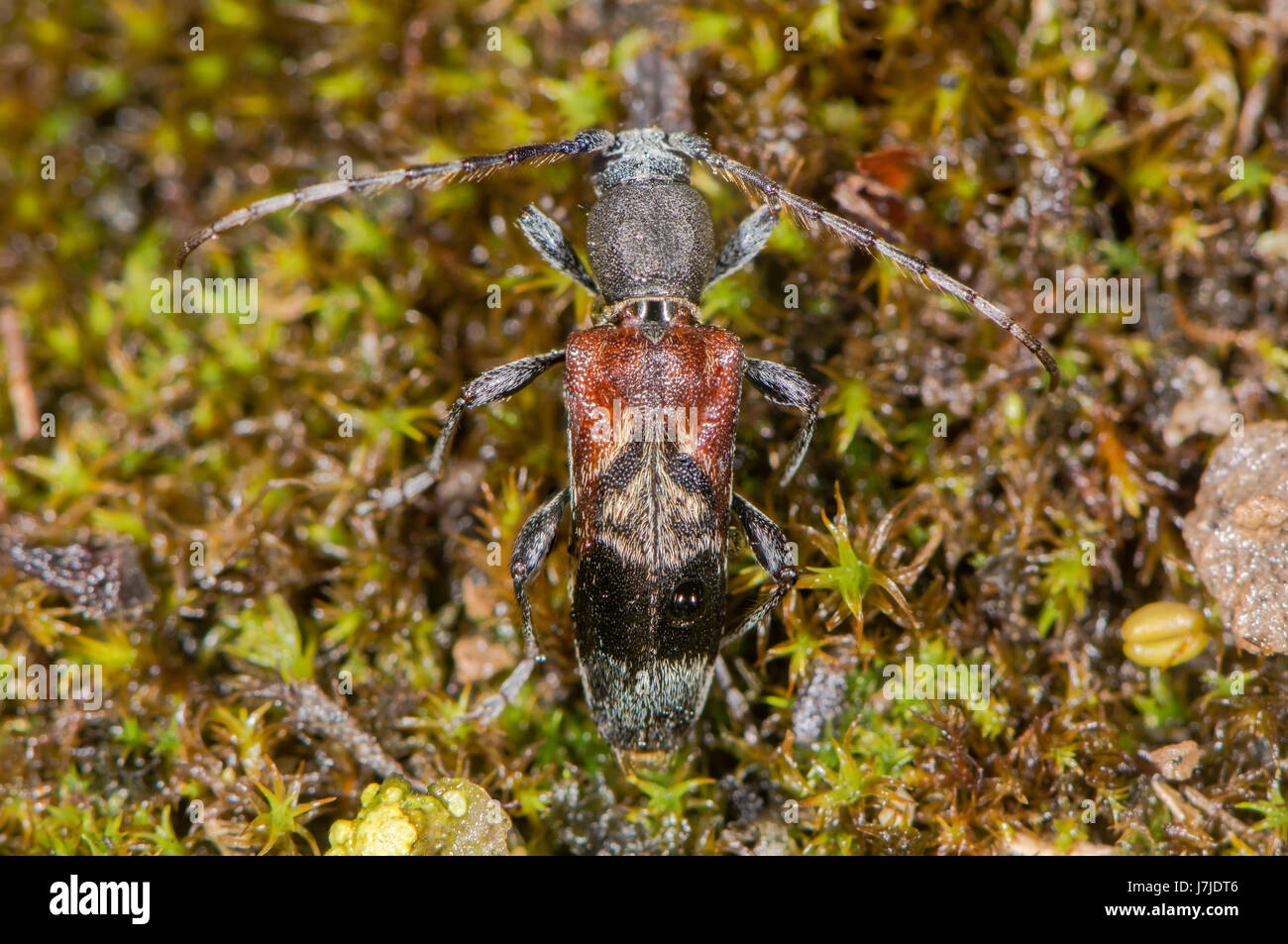 Longhorn beetle (Anaglyptus mysticus). Distinctive British beetle in the family Cerambycidae, on moss Stock Photo
