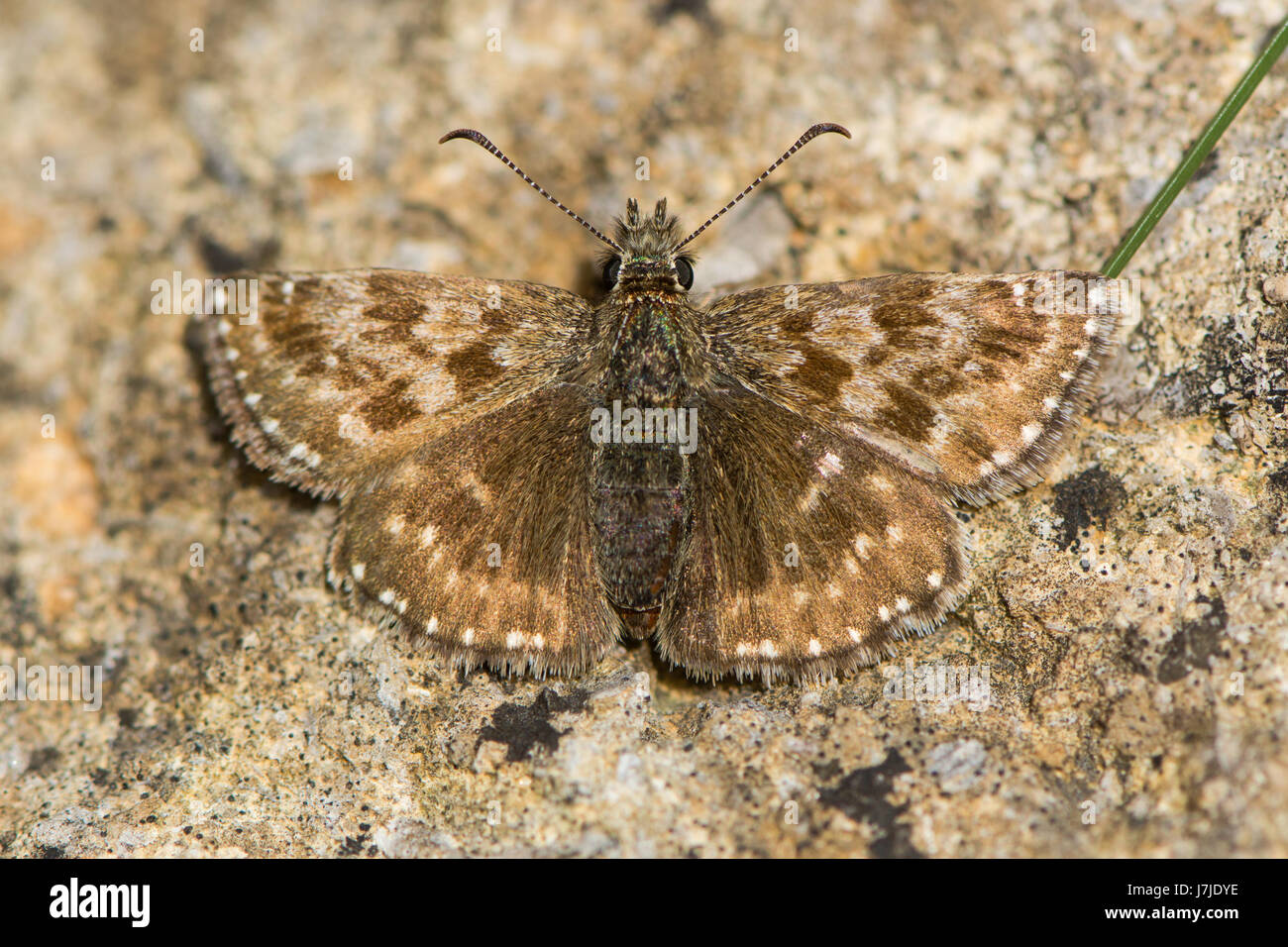 Dingy skipper butterfly (Erynnis tages) freshly emerged. A butterfly in the family Hesperiidae, at rest on stone Stock Photo