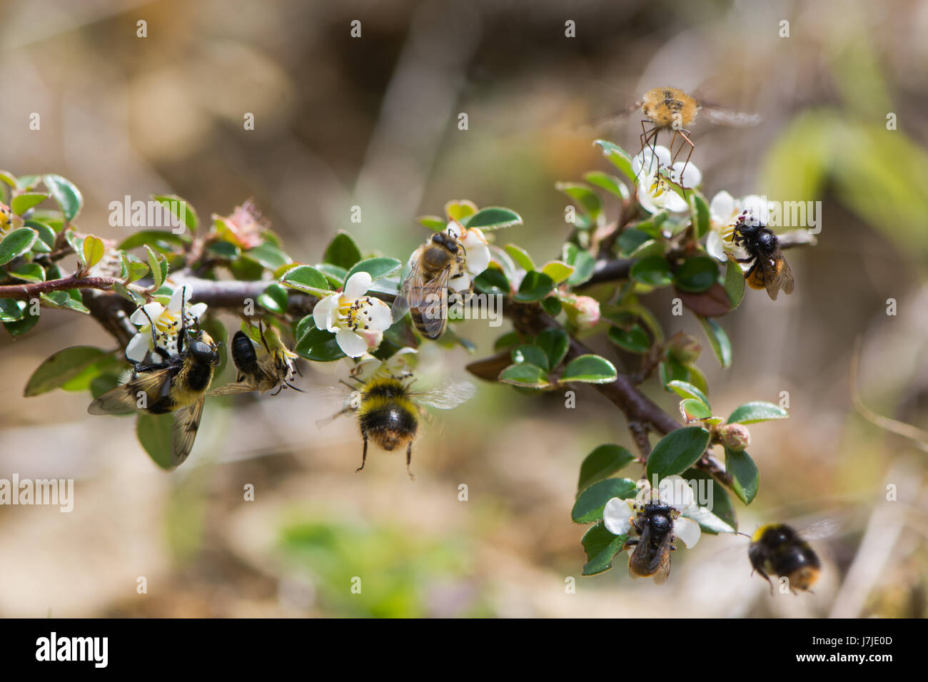 Composite of British bees and mimics. Hoverfly (Volucella bombylans), honey bee (Apis melifera), early bumblebee (Bombus pratorum), bee fly Stock Photo