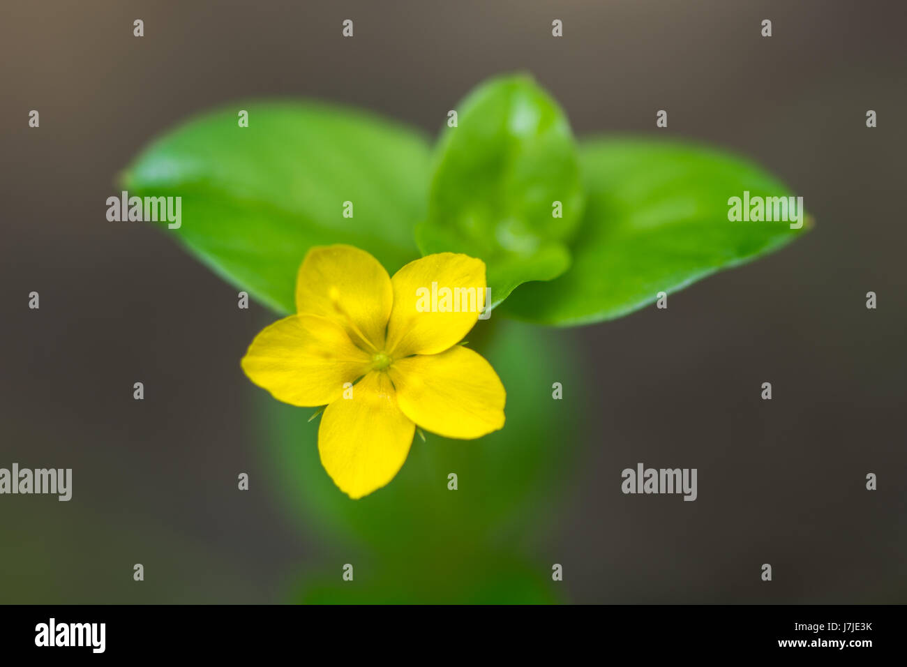 Yellow pimpernel (Lysimachia nemorum) single flower. Low growing