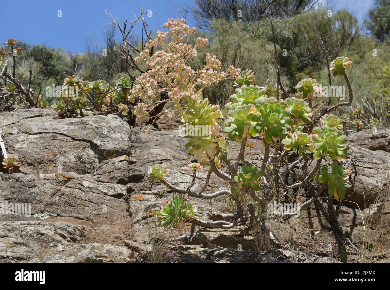 Endemic Aeonium / Tree houseleek (Aeonium percarneum), a large pink flowered species endemic to Gran Canaria, flowering in  a montane valley. Stock Photo