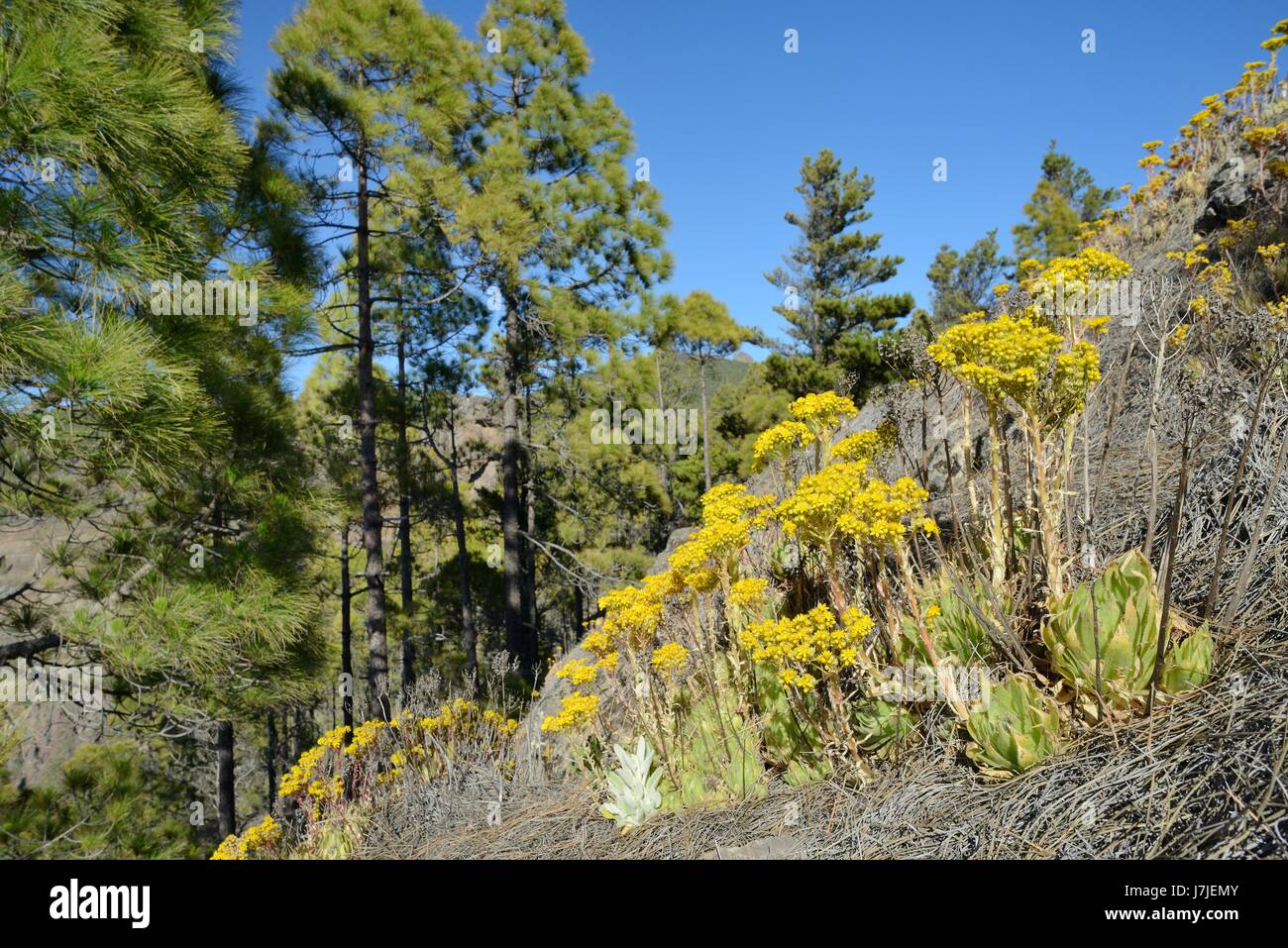Endemic Aeonium / Tree houseleek (Aeonium simsii) flowering on mountain slope near a stand of Canary Island Pines (Pinus canariensis), Gran Canaria. Stock Photo