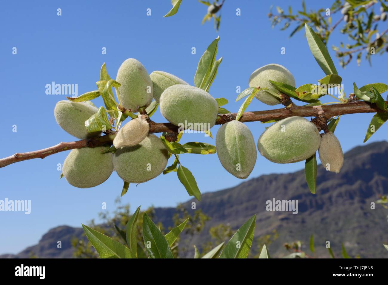Almond (Prunus dulcis / amygdalus = Amygdalus communis) fruits on a tree on montane hillside, near Tejeda, Gran Canaria, May. Stock Photo