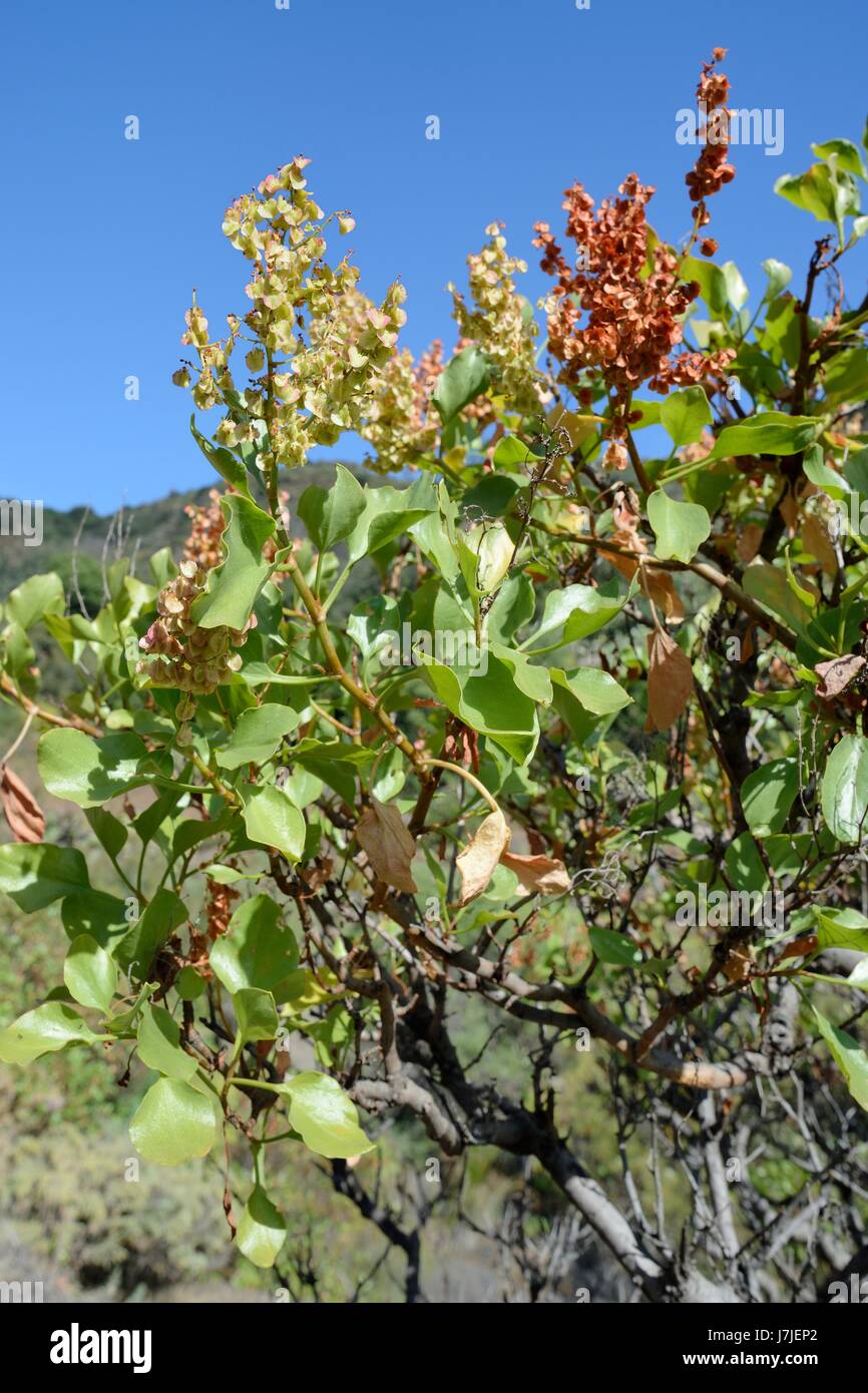 Vinegrera / Canary island sorrel (Rumex lunaria), endemic to the Canaries, flowering, Gran Canaria, June. Stock Photo
