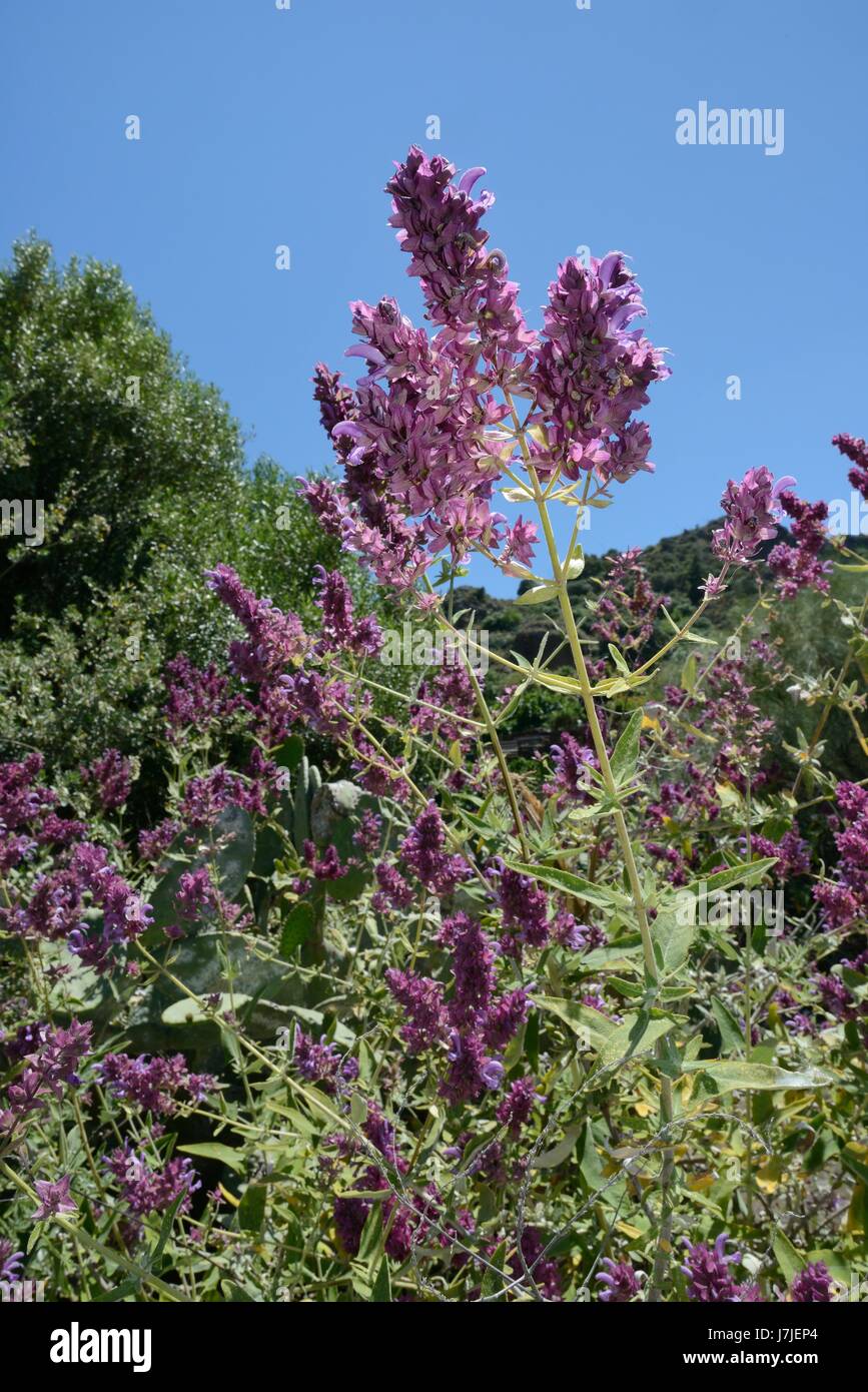 Canary island sage (Salvia canariensis) clump flowering, Gran Canaria