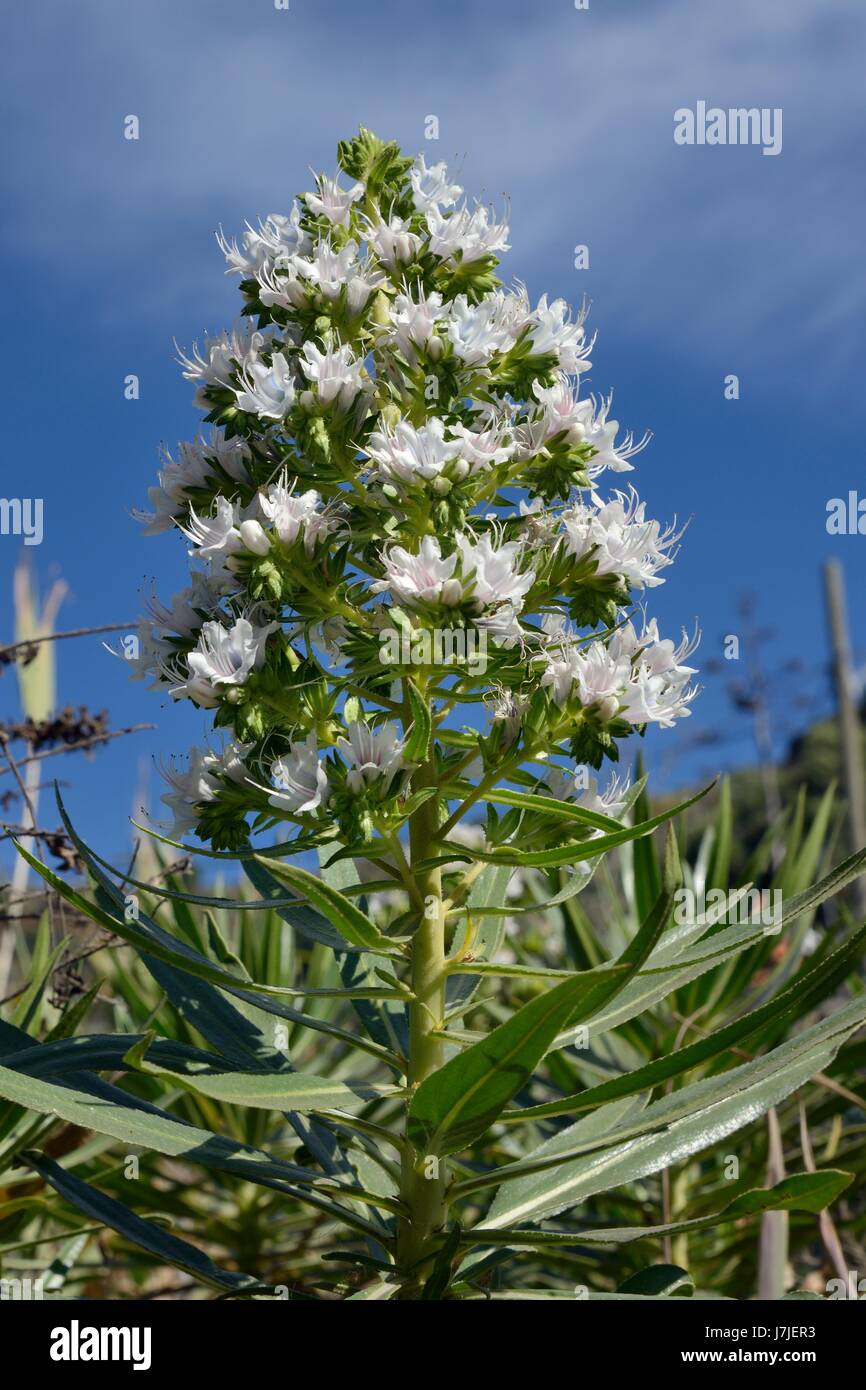 Gran Canaria viper's bugloss/ White tajinaste (Echium decaisnei decaisnei) flowering, Gran Canaria, Canary Islands, June. Stock Photo