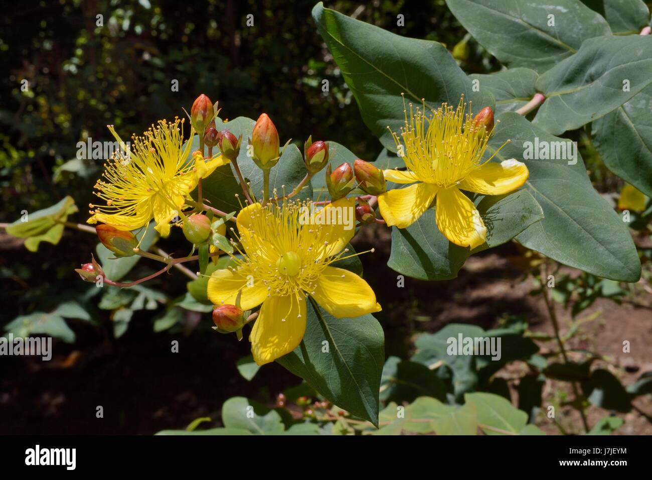 Large-leaved St John's Wort (Hypericum grandifolium), endemic to the Canaries and Madeira, flowering in montane Laurel forest / Laurissilva, Los Tilos Stock Photo