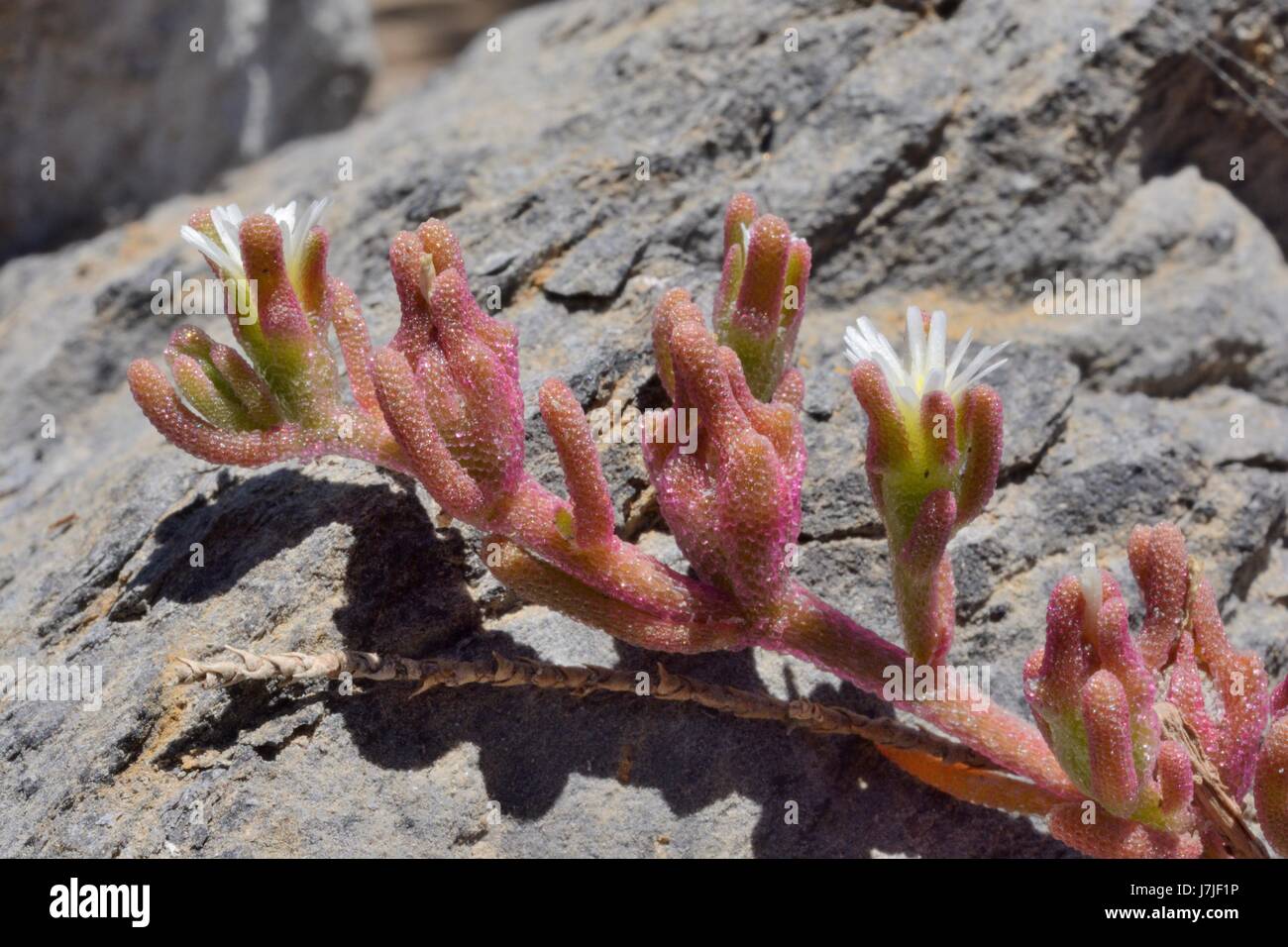 Slenderleaf iceplant (Mesembryanthemum nodiflorum) flowers on coastal rocks, Gran Canaria, Canary Islands. Stock Photo