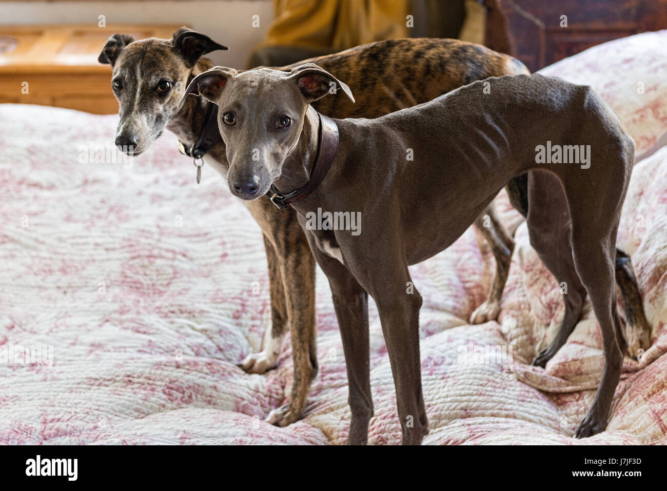 Pair of smooth-coated lurchers on a quilted toile de jouy bed cover Stock Photo