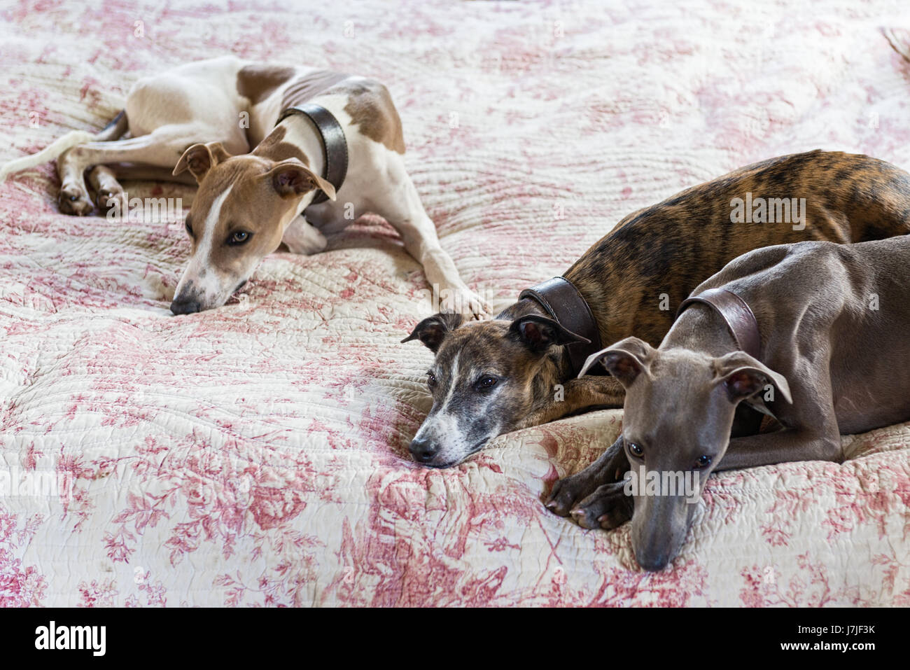 Three smooth-coated lurchers on a quilted toile de jouy bed cover Stock Photo