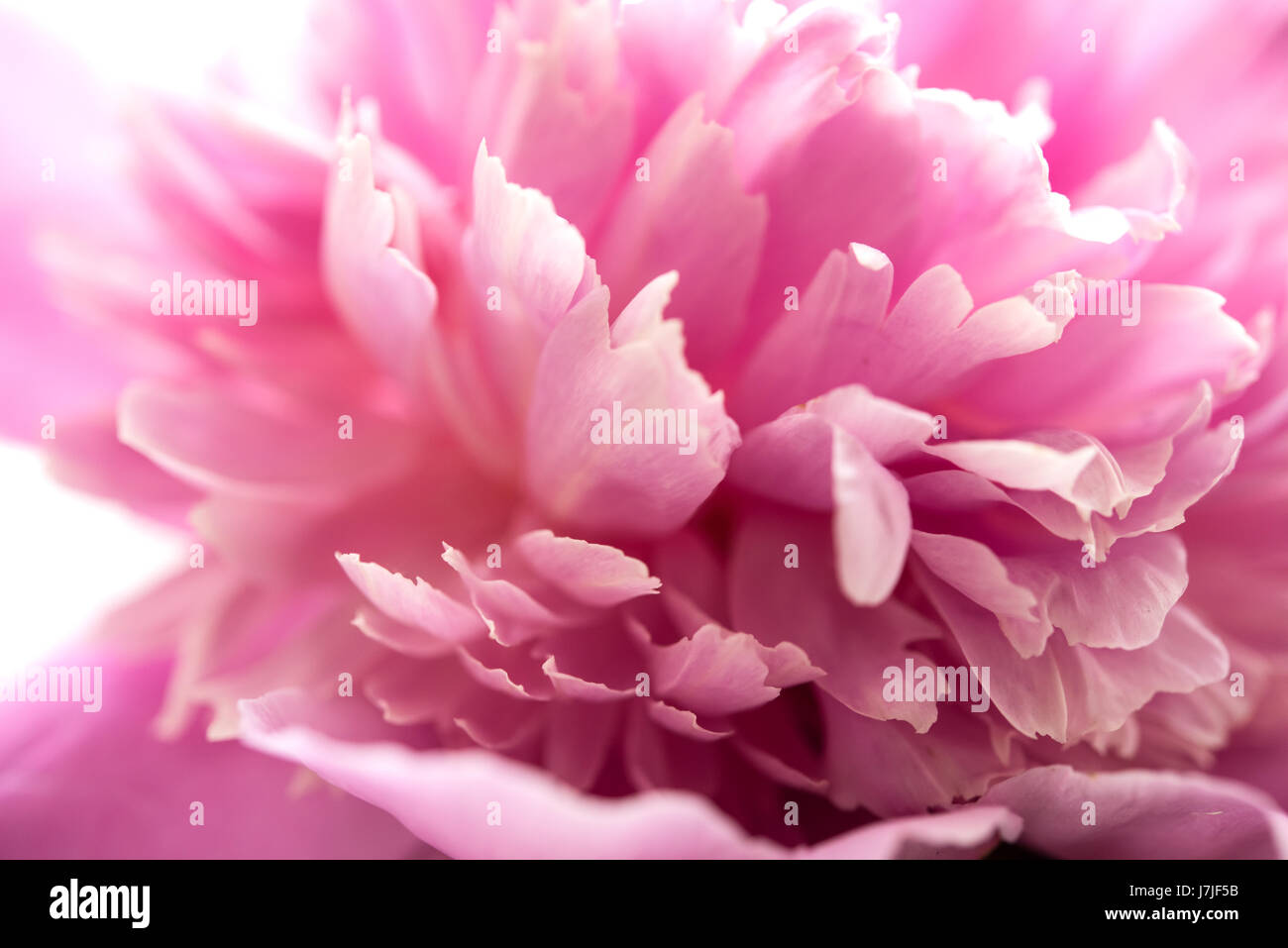 pink peony flower petals macro shot, elegant natural floral wedd Stock ...