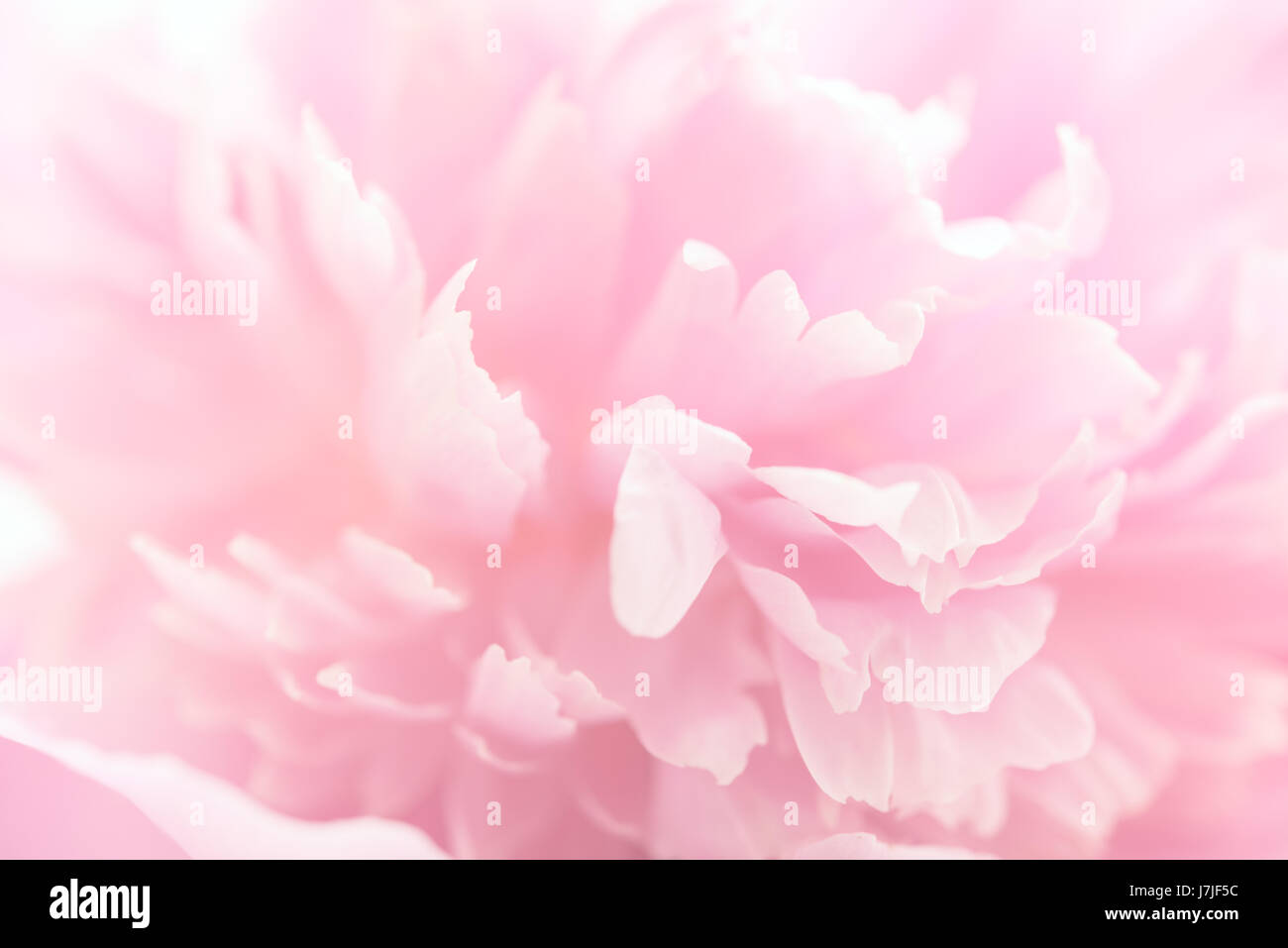 pink peony flower petals macro shot, elegant natural floral wedd Stock ...