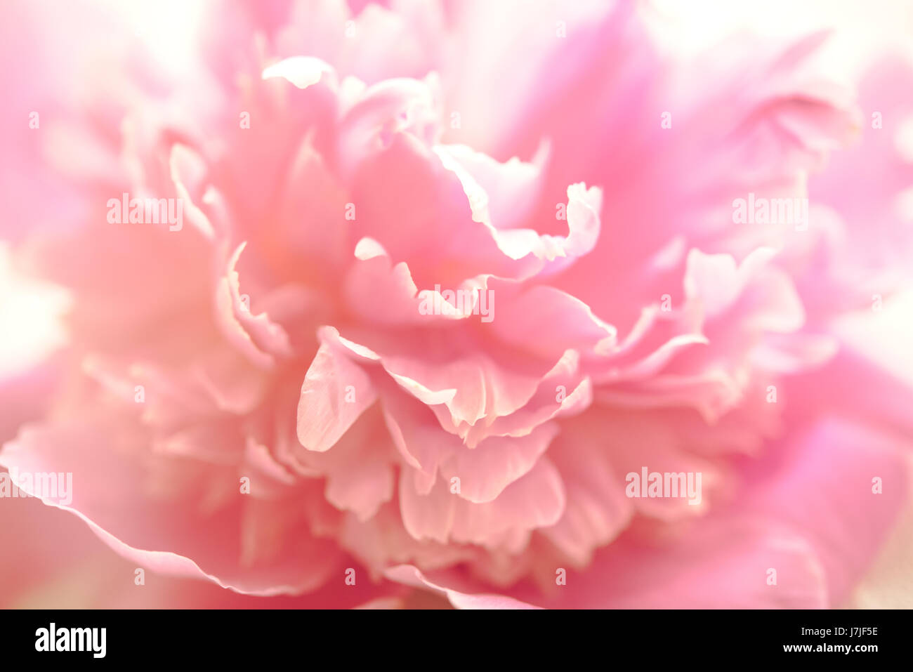 pink peony flower petals macro shot, elegant natural floral wedd Stock ...