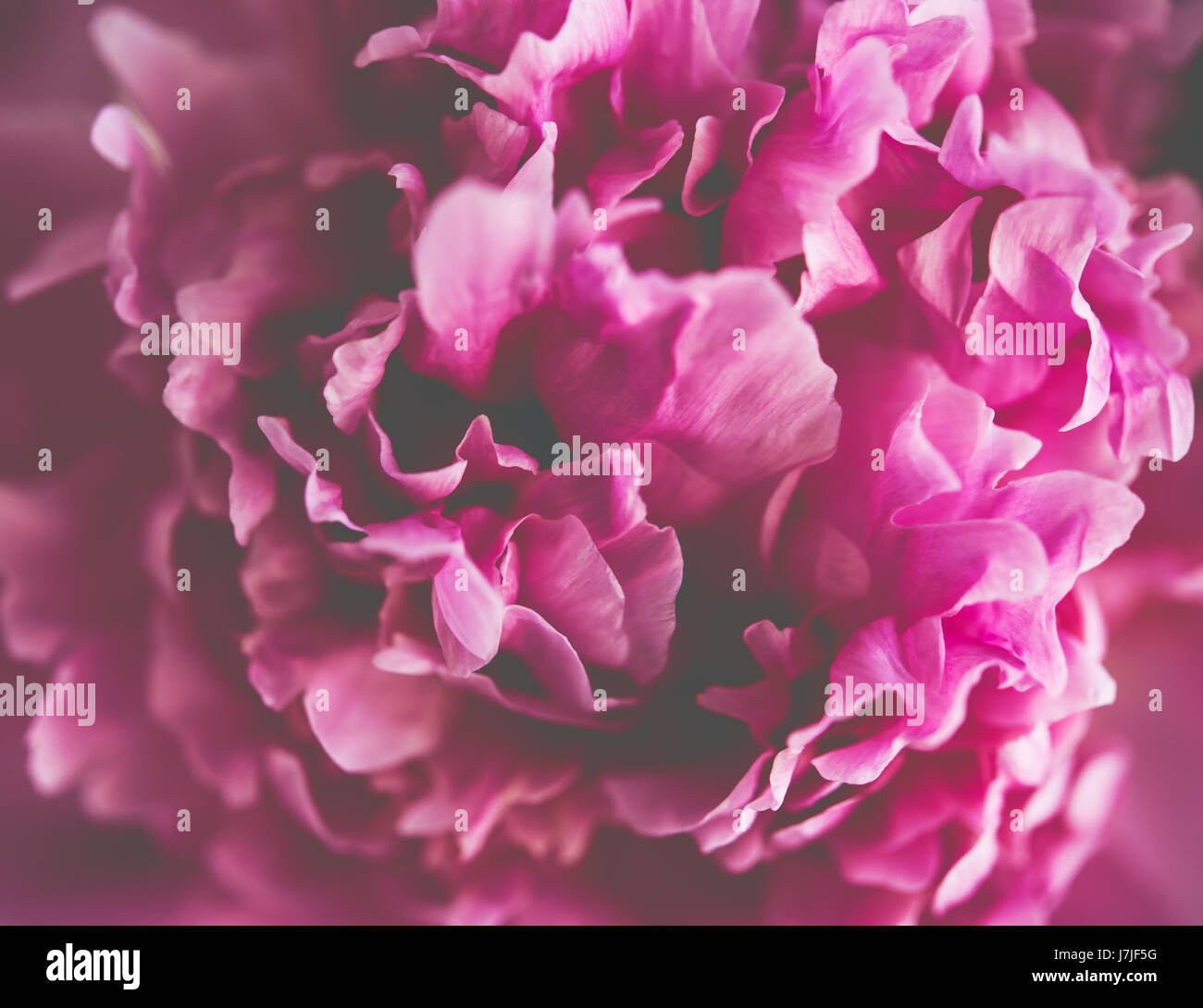 pink peony flower petals macro shot, elegant natural floral wedd Stock ...