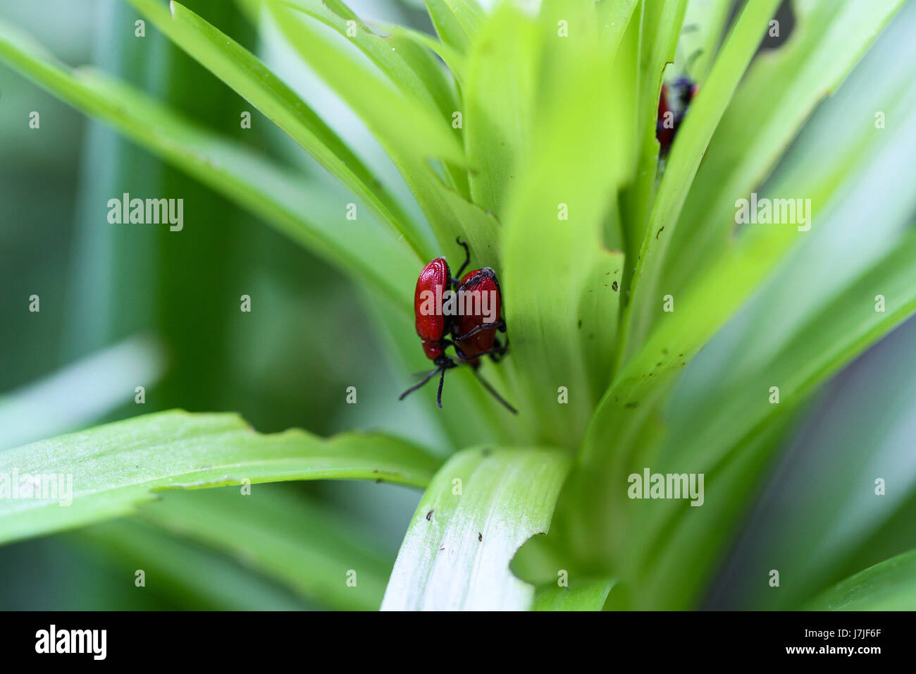 Lilioceris lilii, closeup. An introduced enemy of lily plants, an