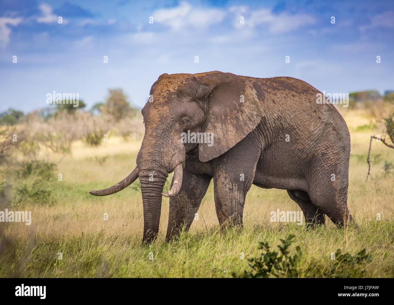 African Savannah Elephant at the Kruger National Park, South Africa