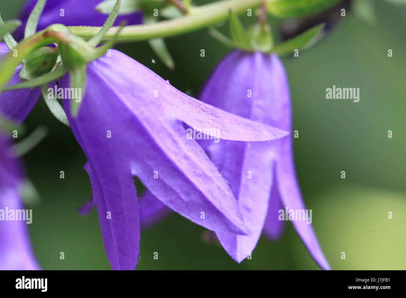 Beautiful bluish-purple Harebell or bellflower,  growng wild in a field near an urban center. Stock Photo