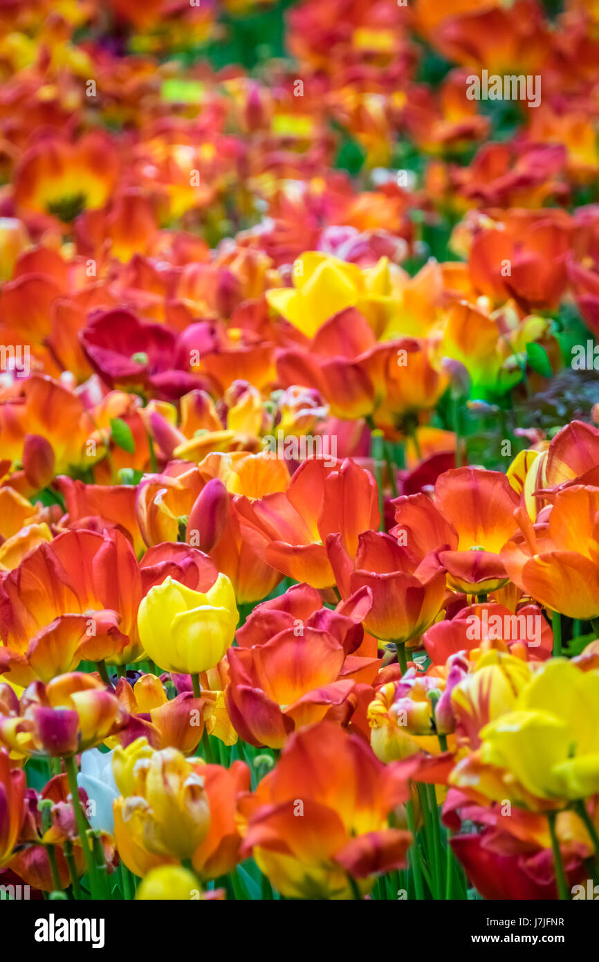 Red, orange and yellow tulips in the garden in spring Stock Photo - Alamy