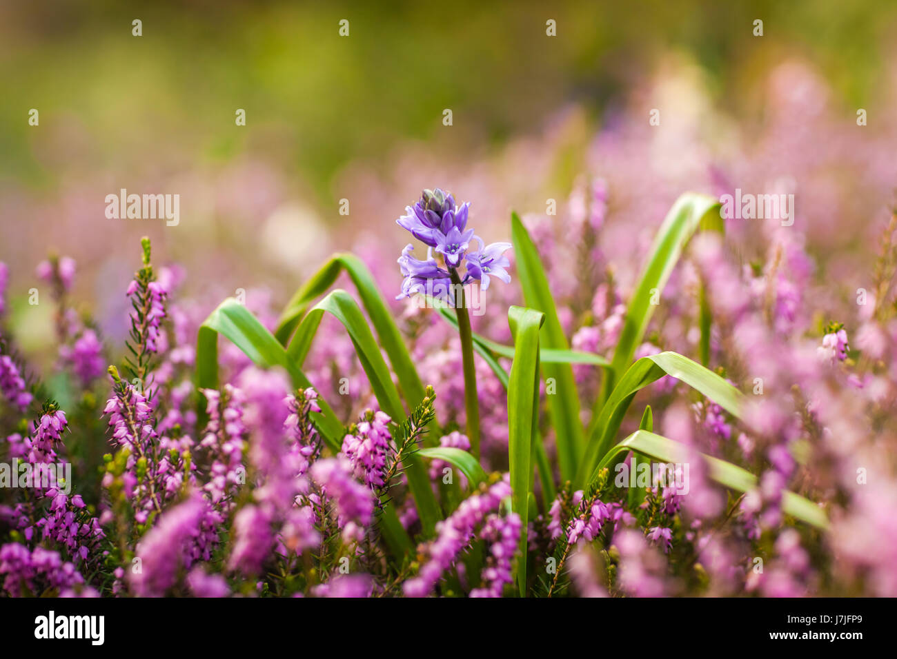 Single Campanula rapunculoides bud among Loosestrife flowers in the garden in spring Stock Photo