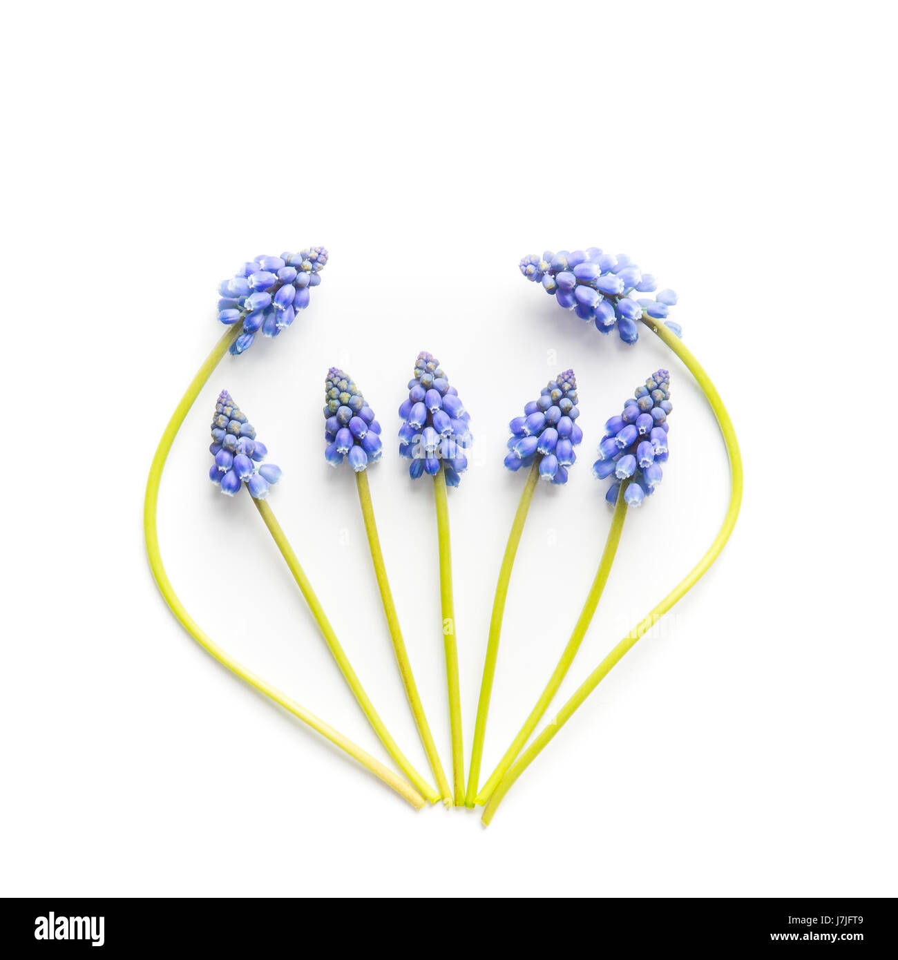 Daffodils and grape hyacinths hi-res stock photography and images - Alamy