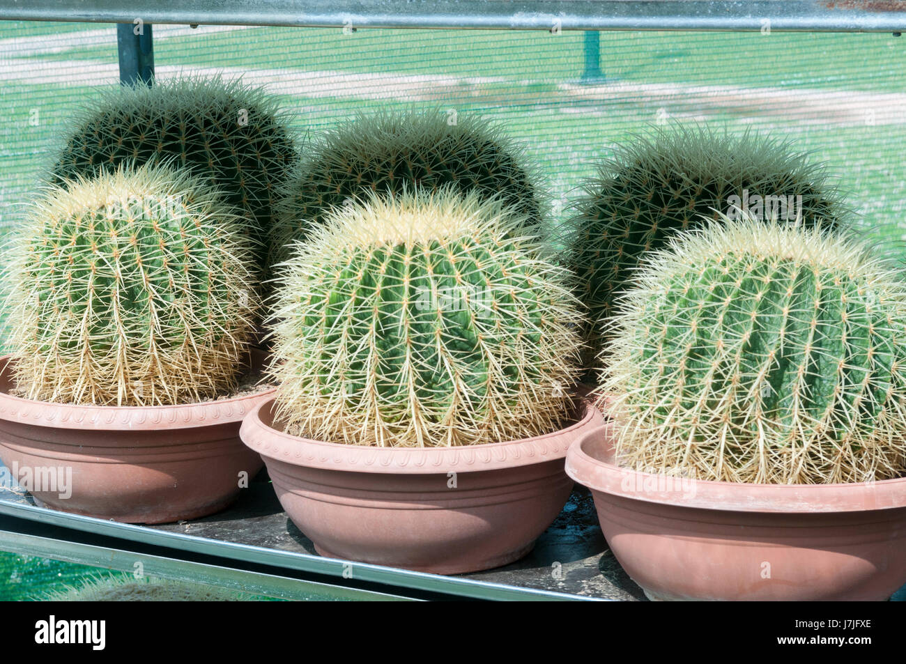 Three green cacti close hi-res stock photography and images - Alamy