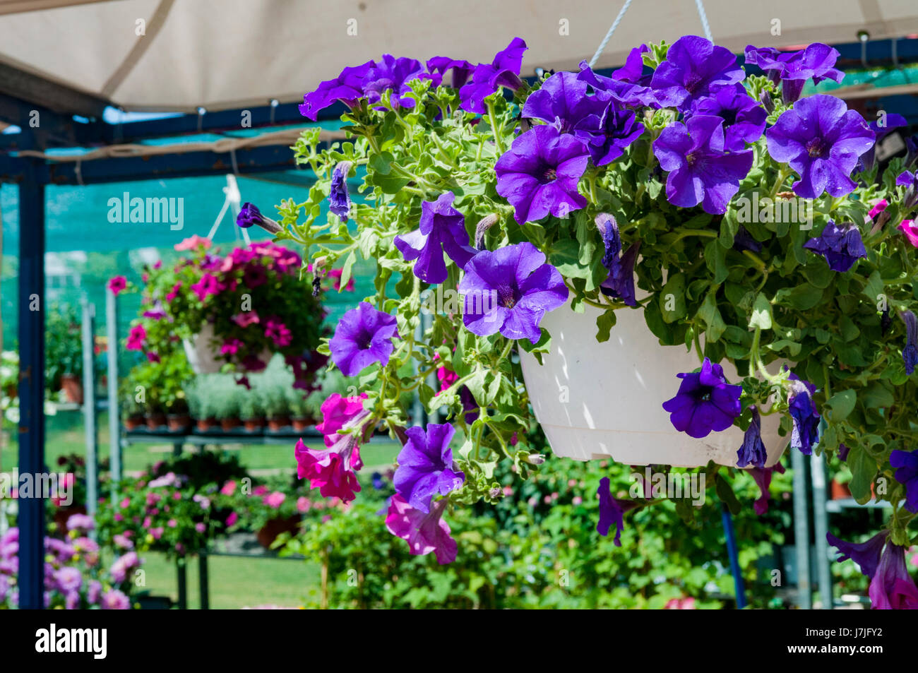 Surfinia hanging hires stock photography and images Alamy