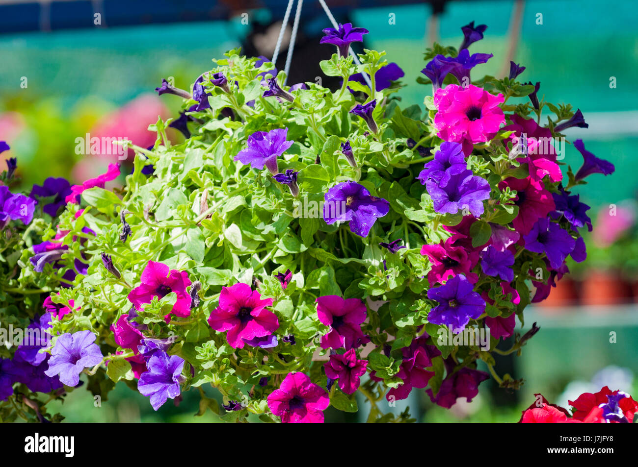 surfinias in hanging baskets Stock Photo Alamy